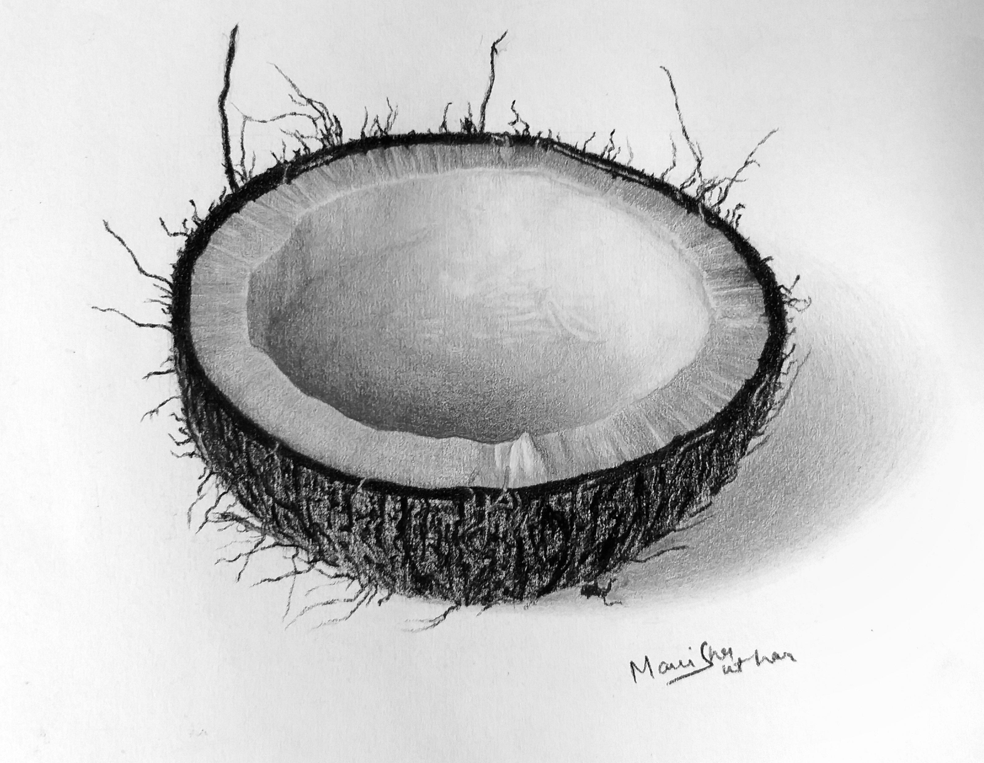 Coconut Pencil Drawing