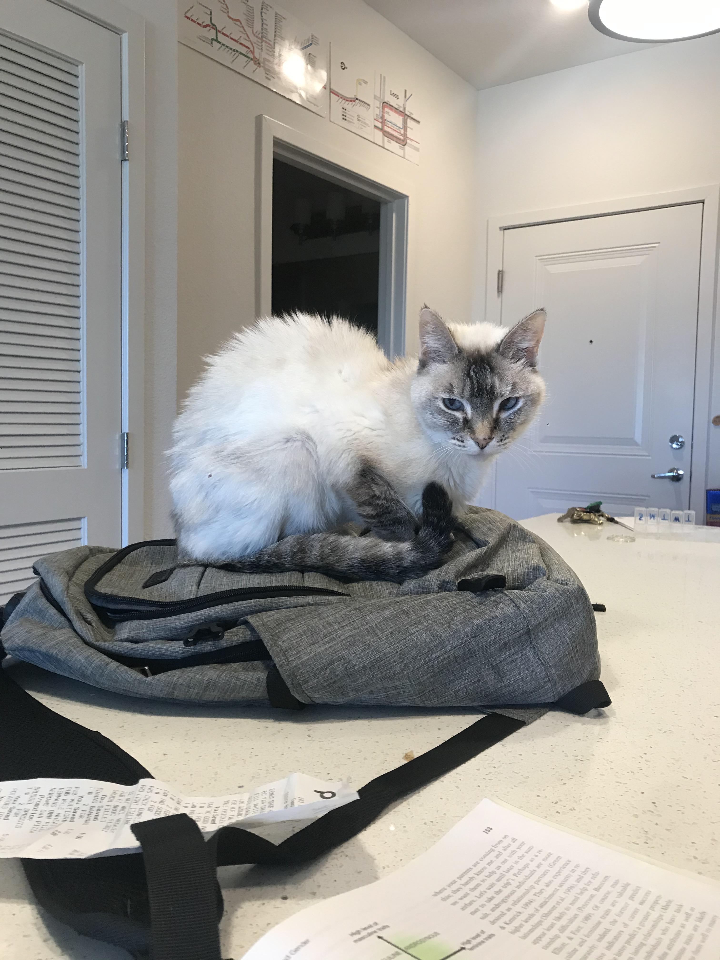 Is my cat’s back okay? I got her last week, it’s only hunched like this