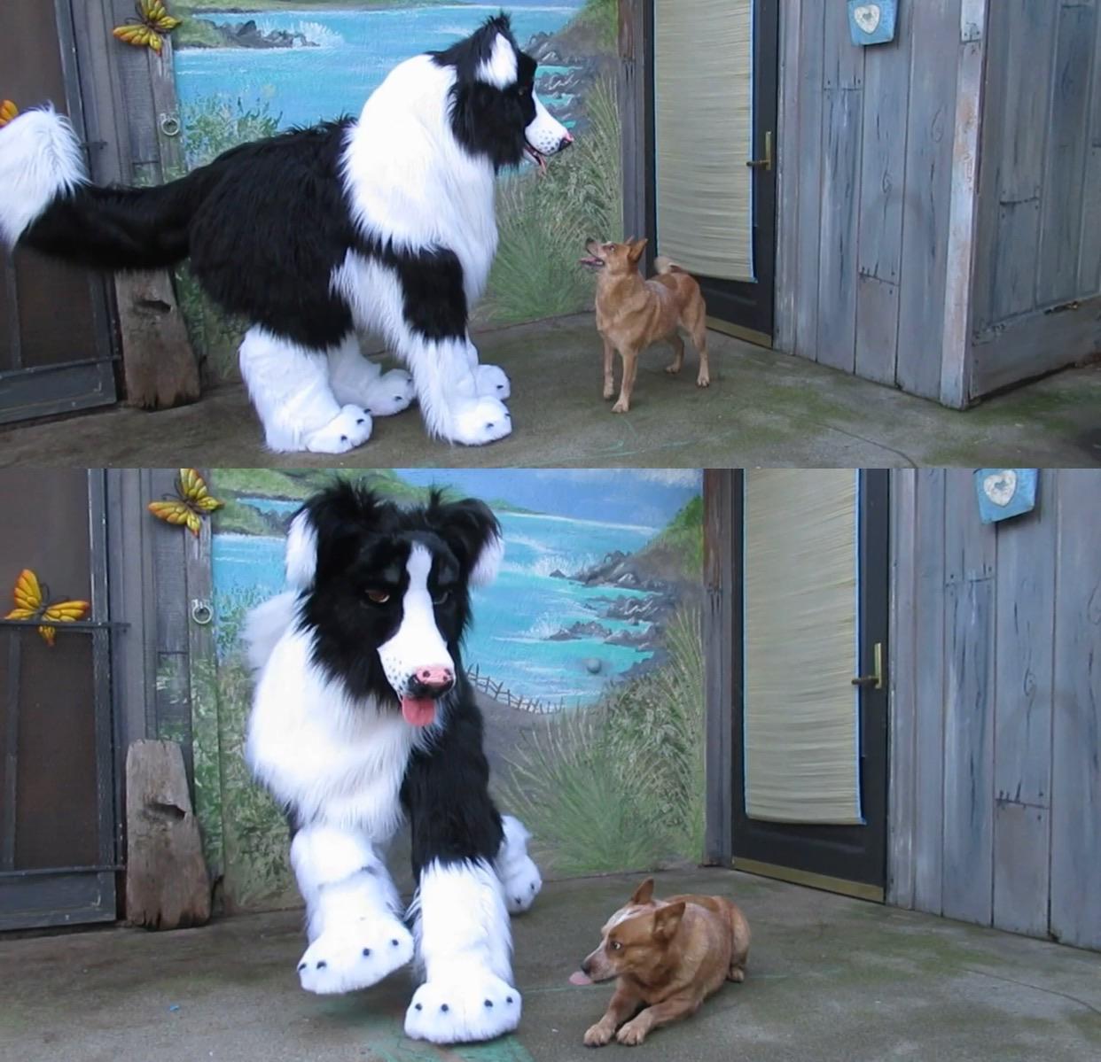 Furry Quadsuit Horse Costume