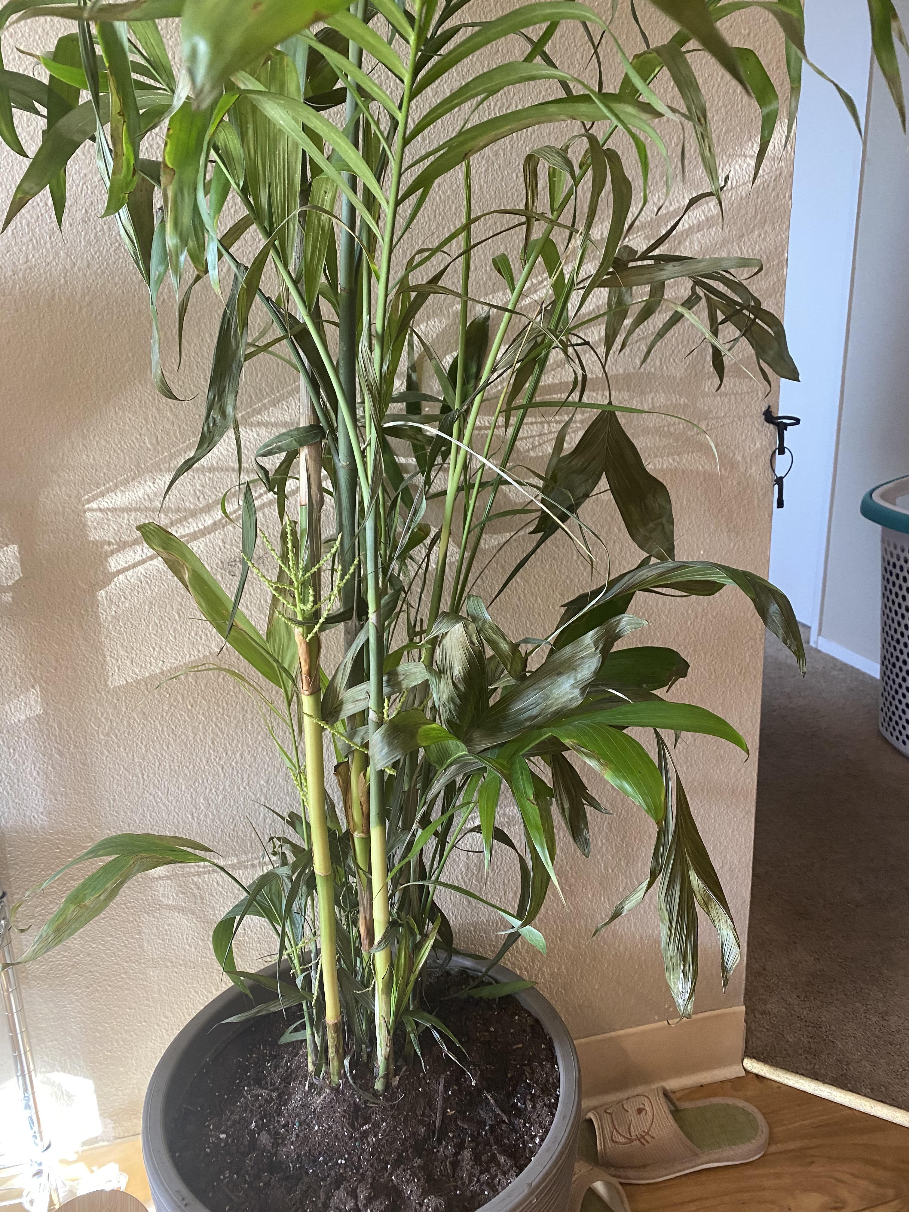 I got this bamboo Palm about a month ago and the leaves keep turning