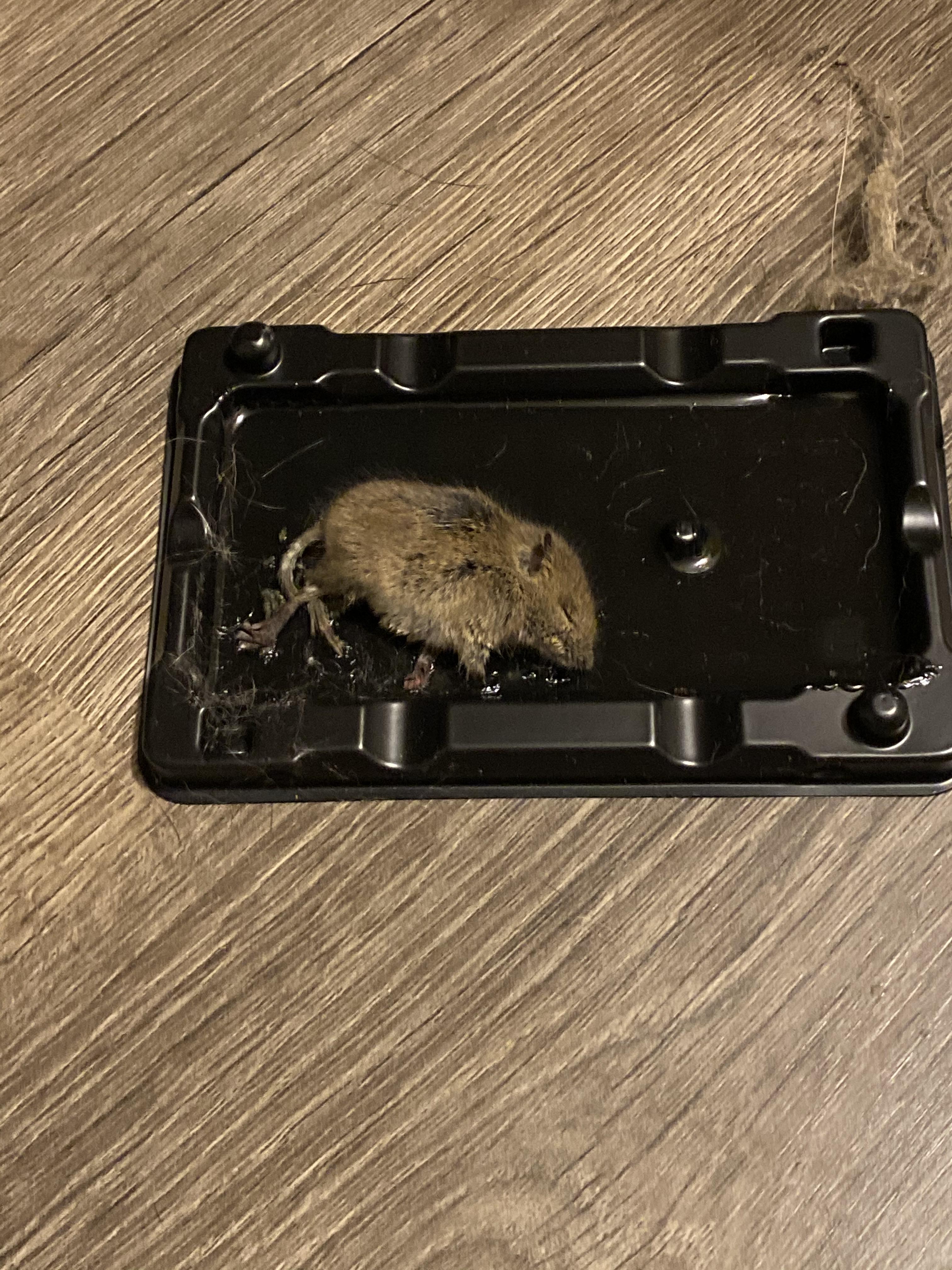 Mouse or baby rat? Had exterminator come in for inspection saying we