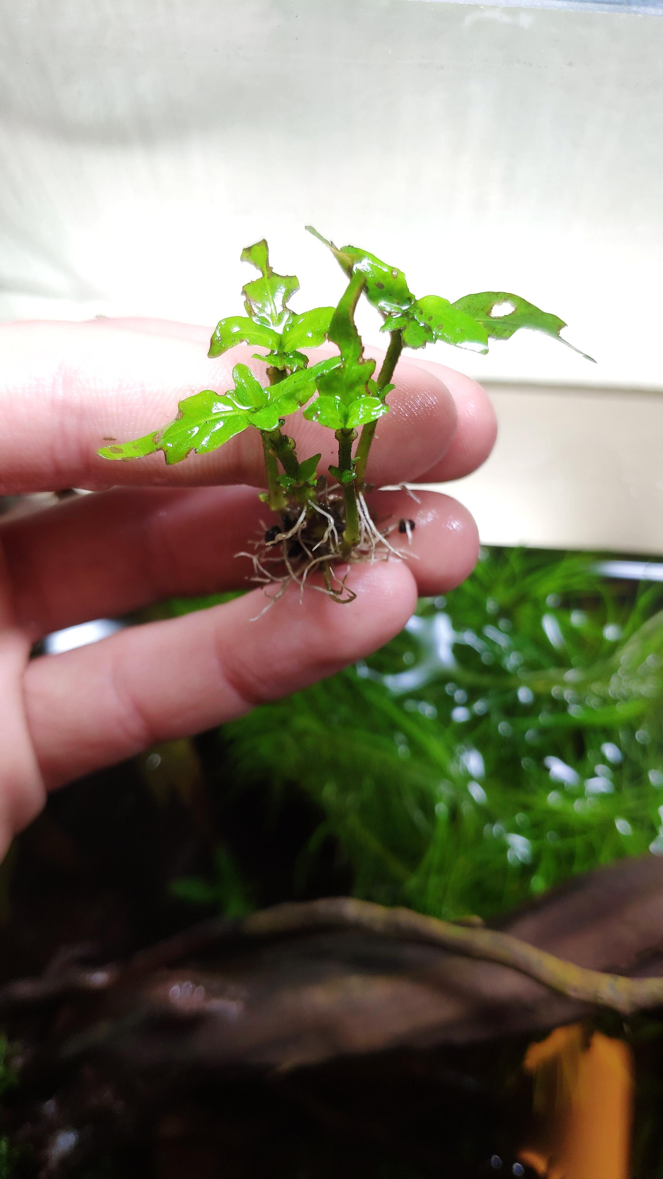 Leaves somewhere turn brown, then the brown things evolve to hole, it bigger and then