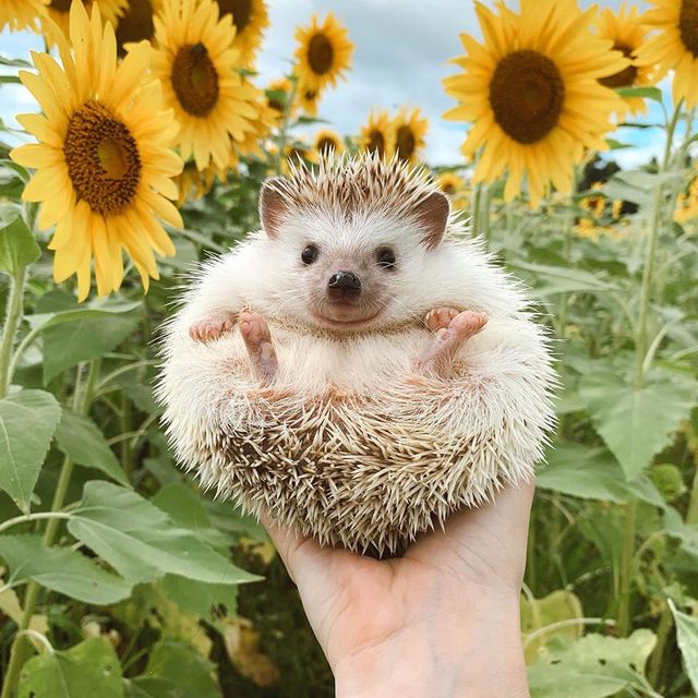Just googled cute animals and posted the first image that i found. r/Awwww