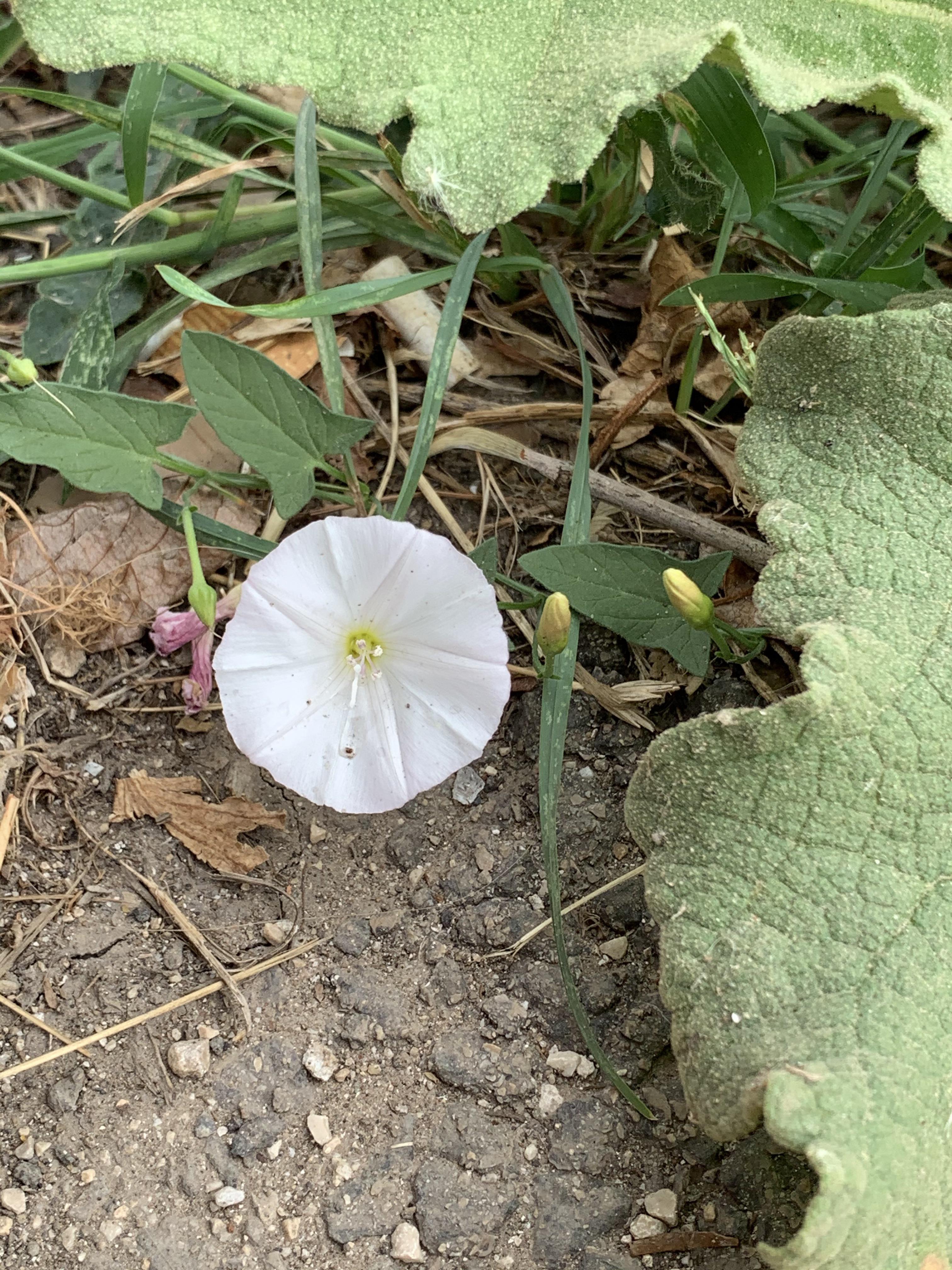 Is this morning glory? r/LSA
