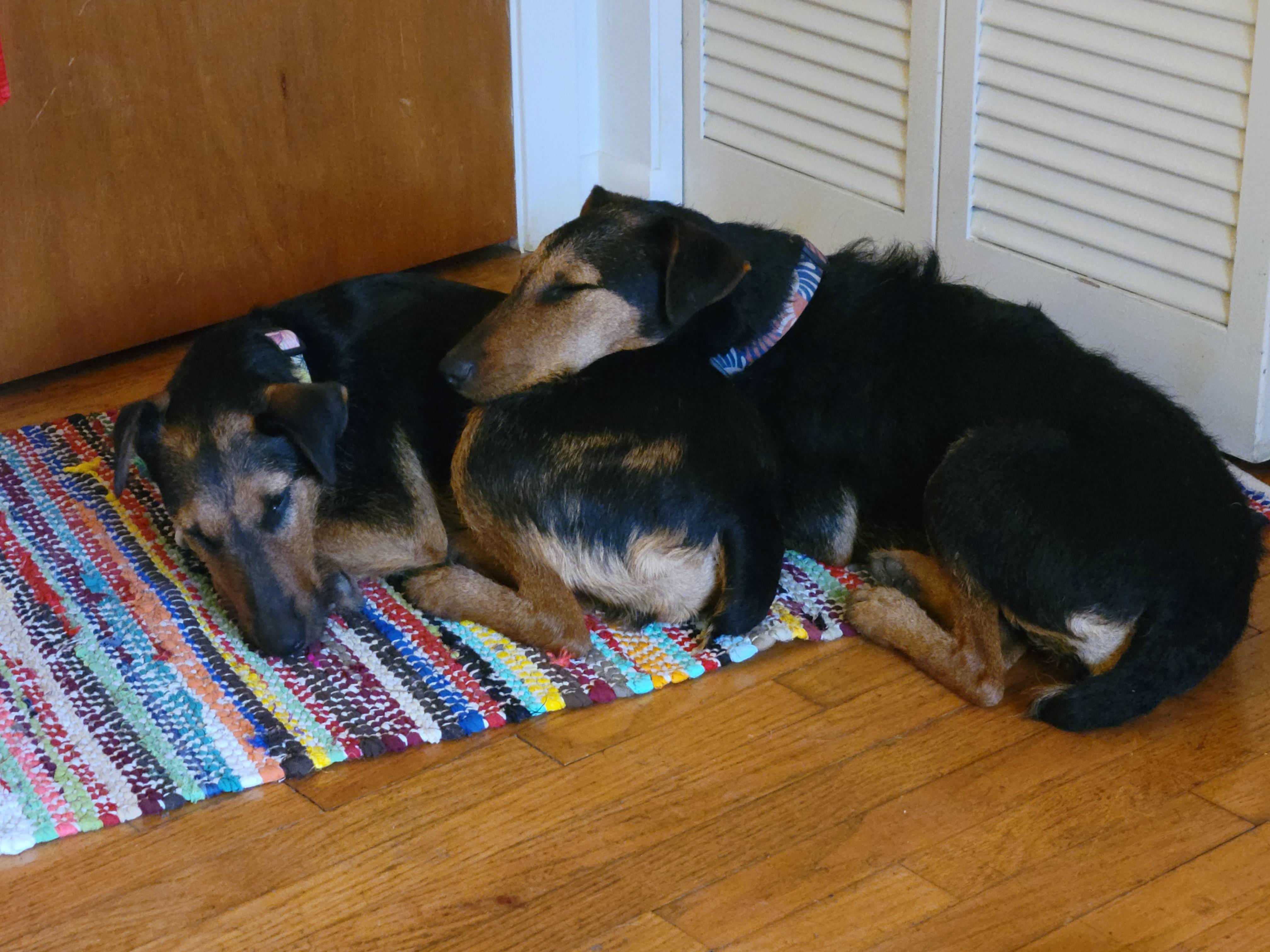 I have two female dogs here that leave later today... r/RoverPetSitting