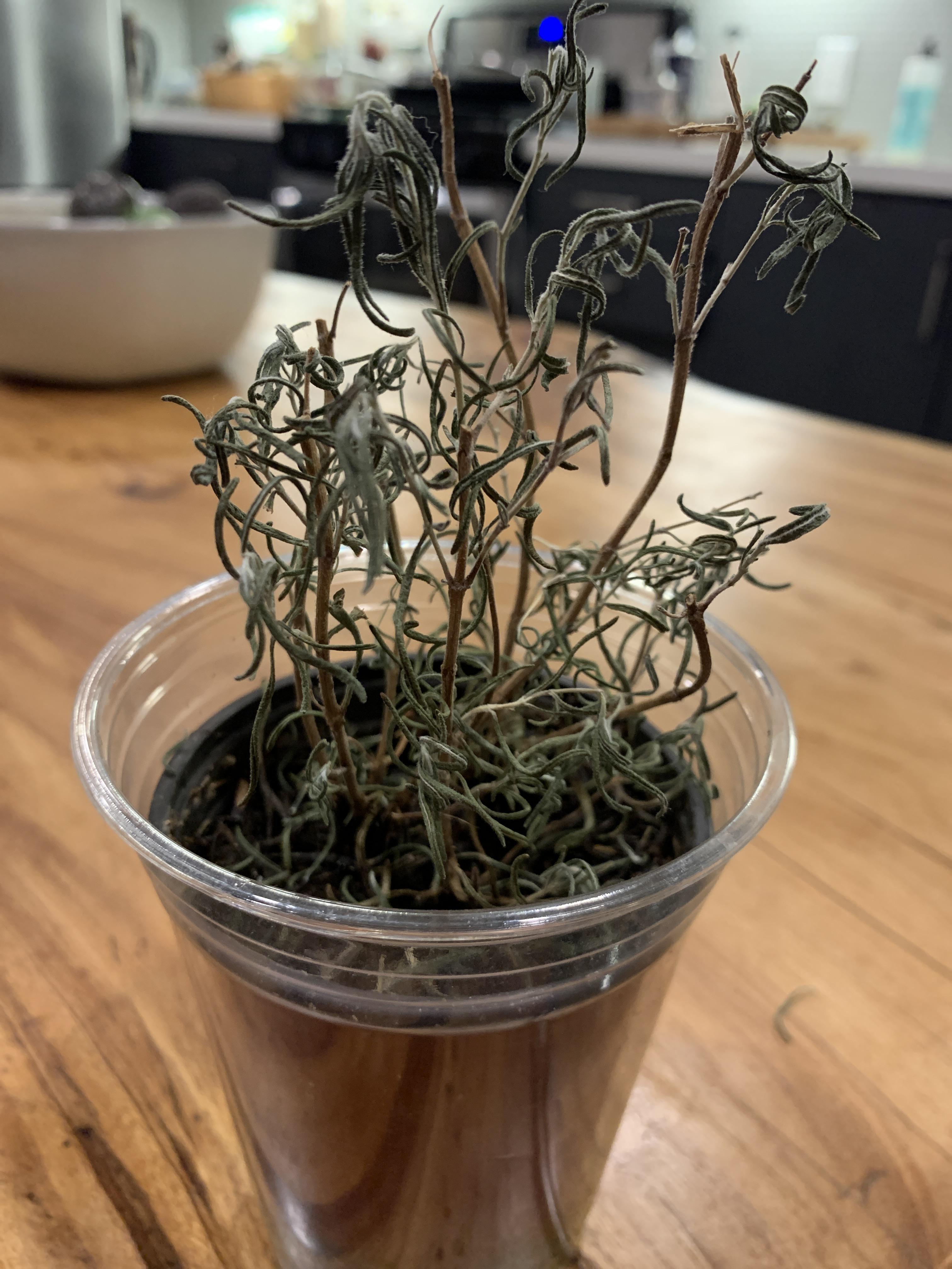 Is my Rosemary dormant... or dead? r/plants