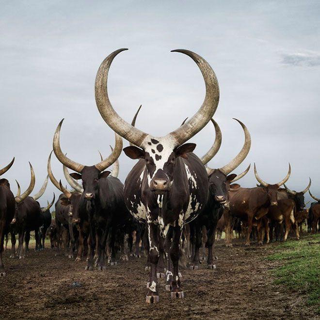 The African Ankole Cows and their majestic horns r/natureismetal