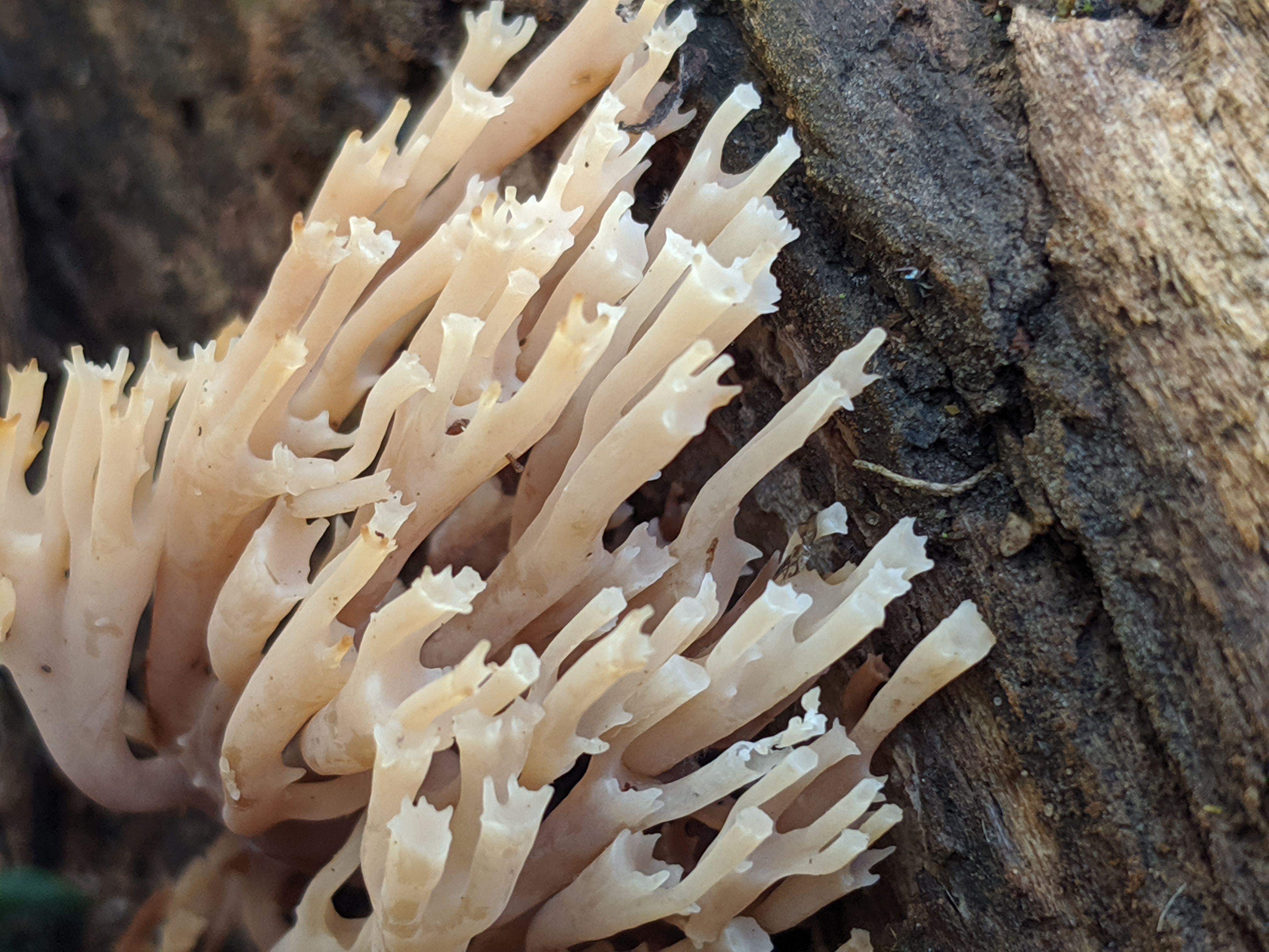 Crowntipped coral fungus (Artomyces pyxidatus), southern Ontario r