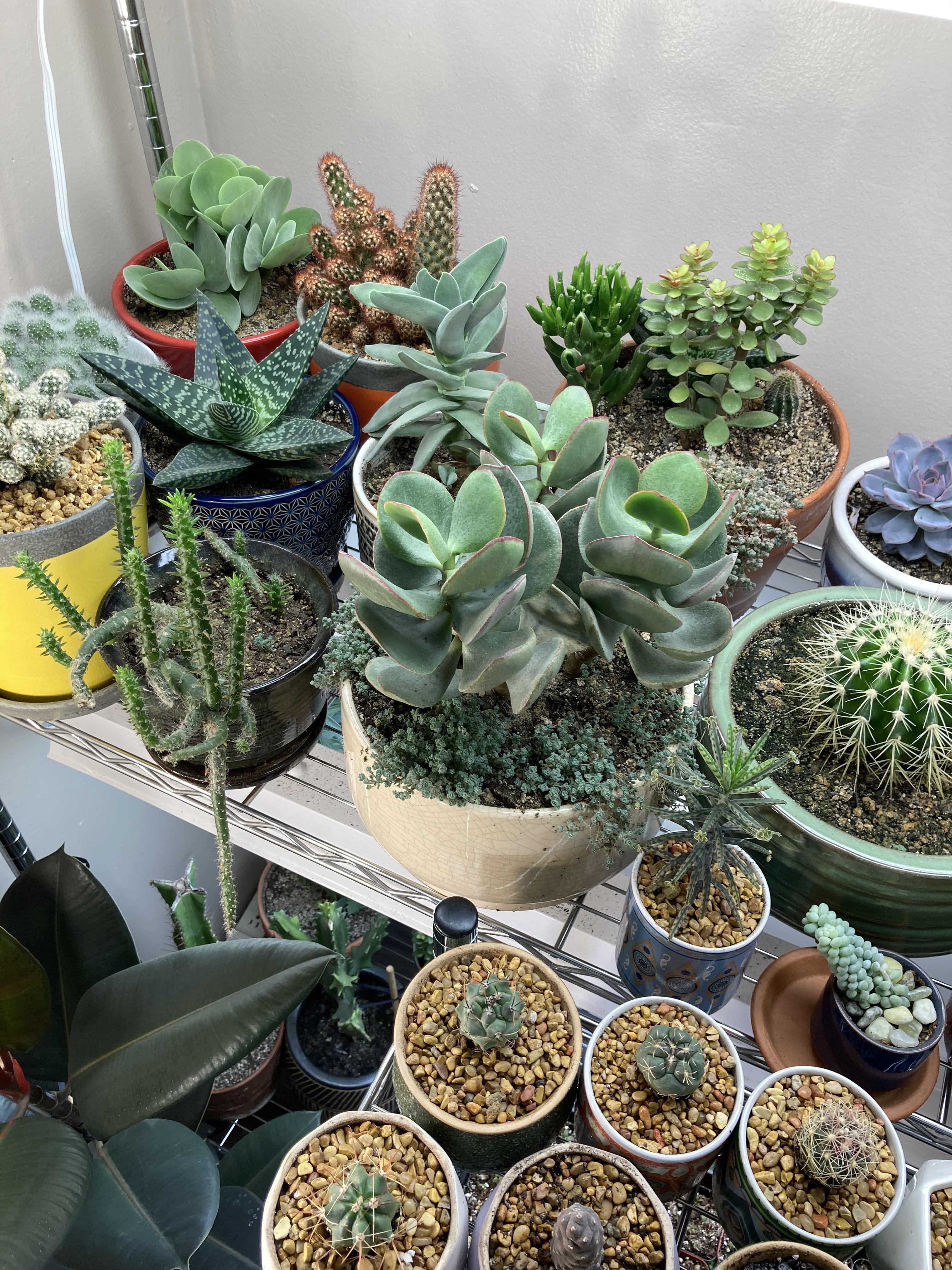 Glazed ceramic vs terracotta pots r/houseplants