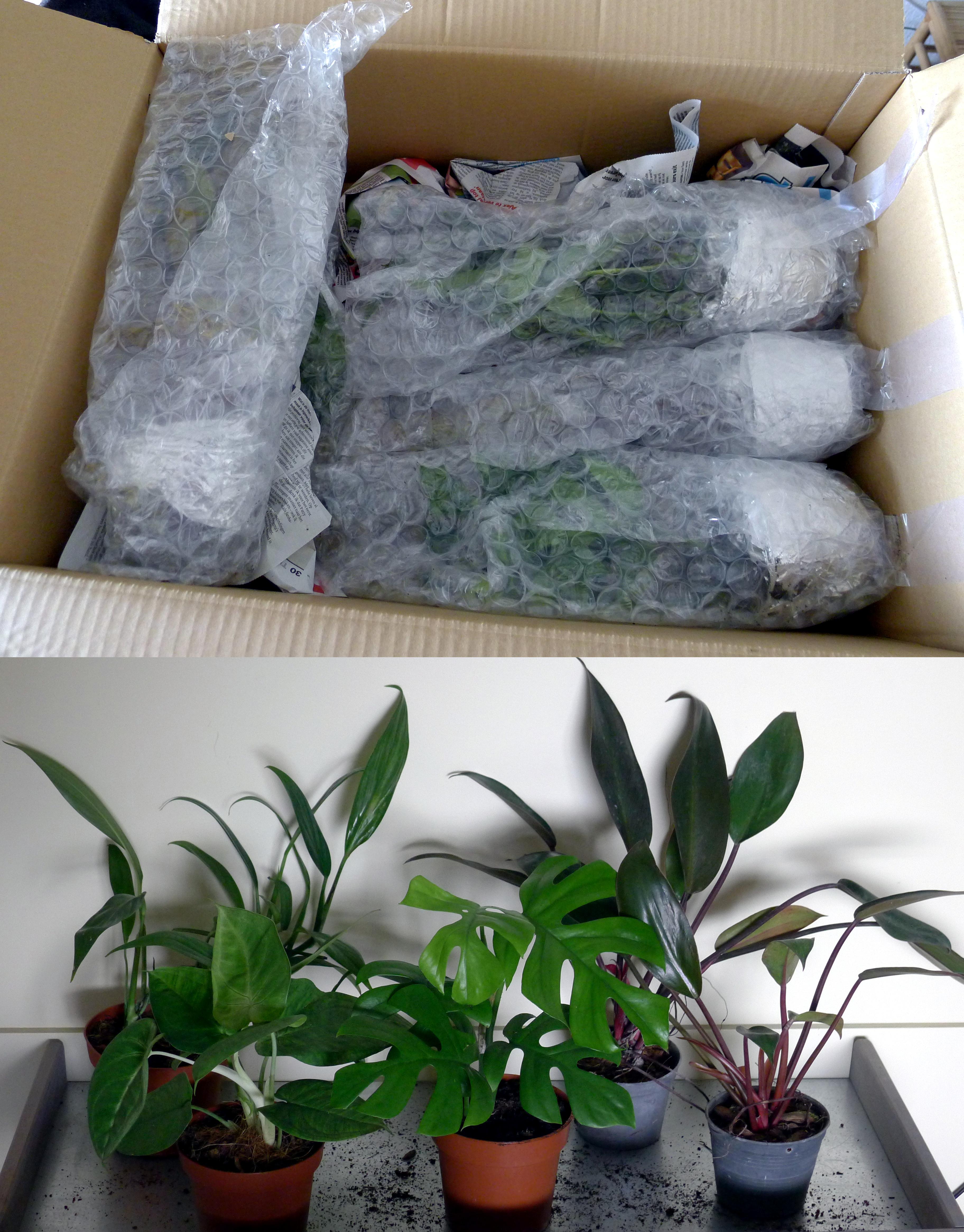 Mail order plants arrived safely r/houseplants