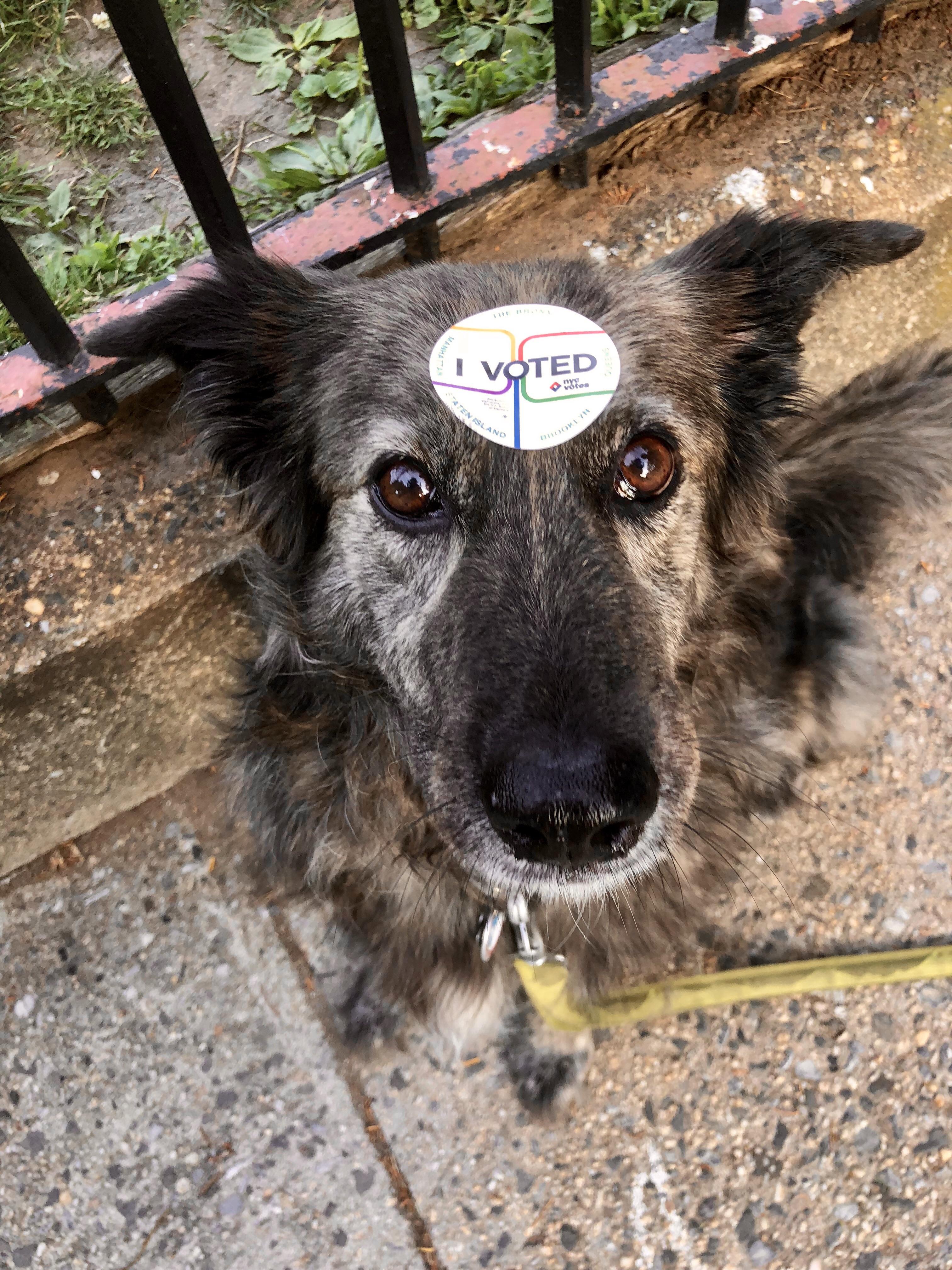 Voted early, voted often and paid a dog tax r/nyc