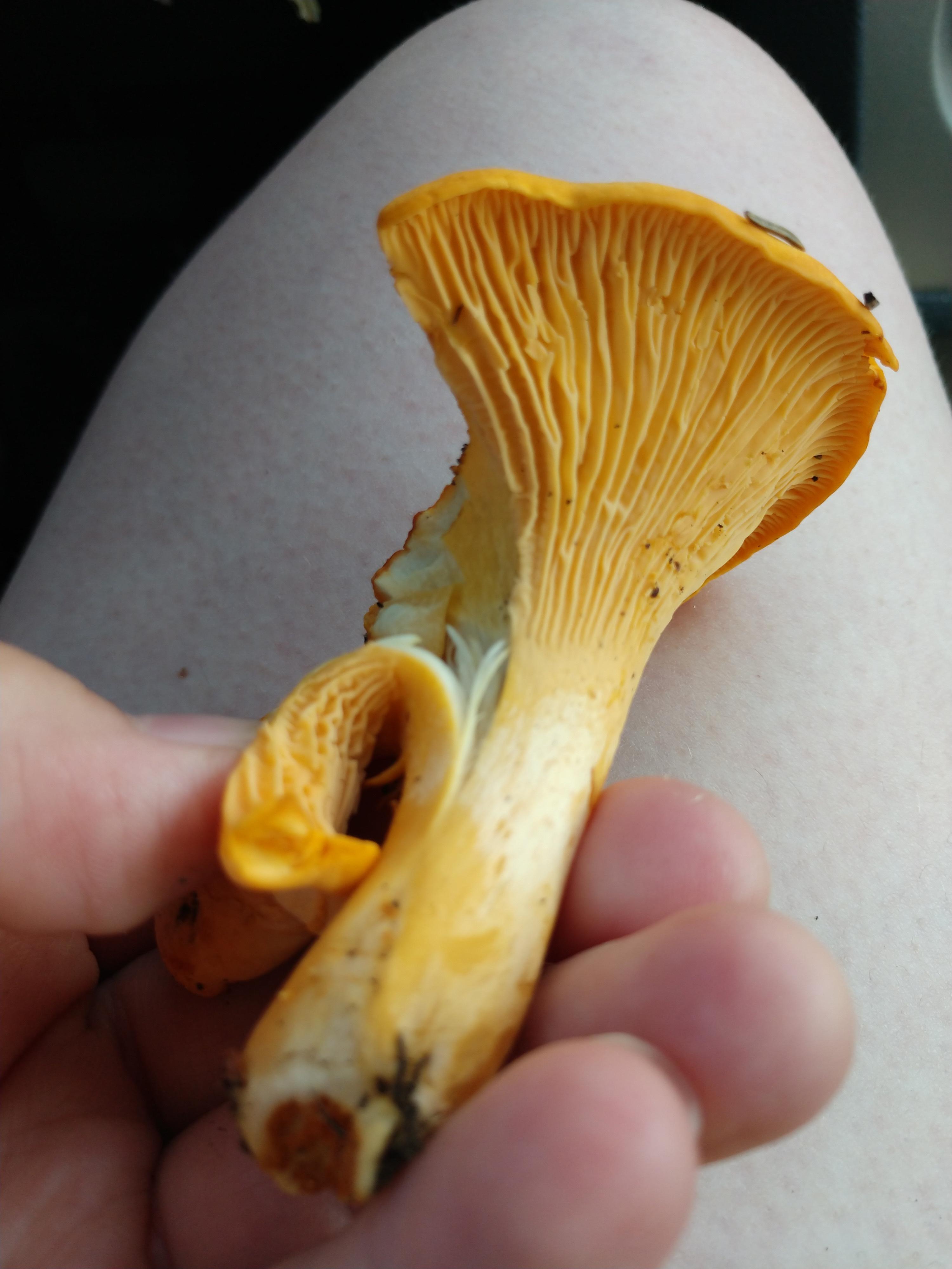 Chanterelle or False Chanterelle? Northern Minnesota, wooded area near