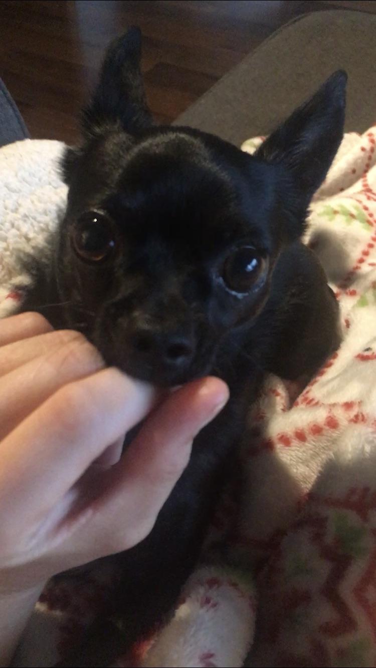 How to brush my tiny dog’s teeth? r/DogAdvice