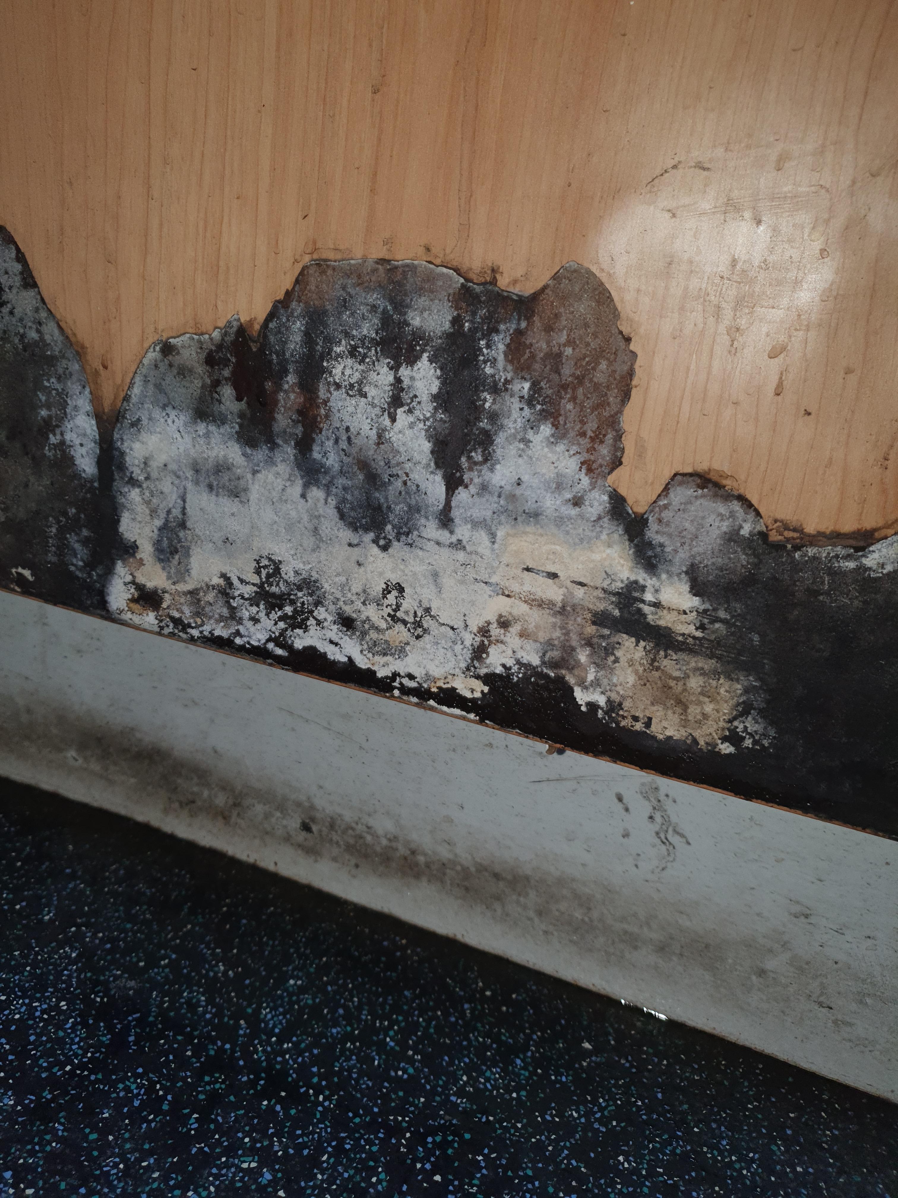 Mouldy cupboard looks like snowy landscape! r/mildlyinteresting