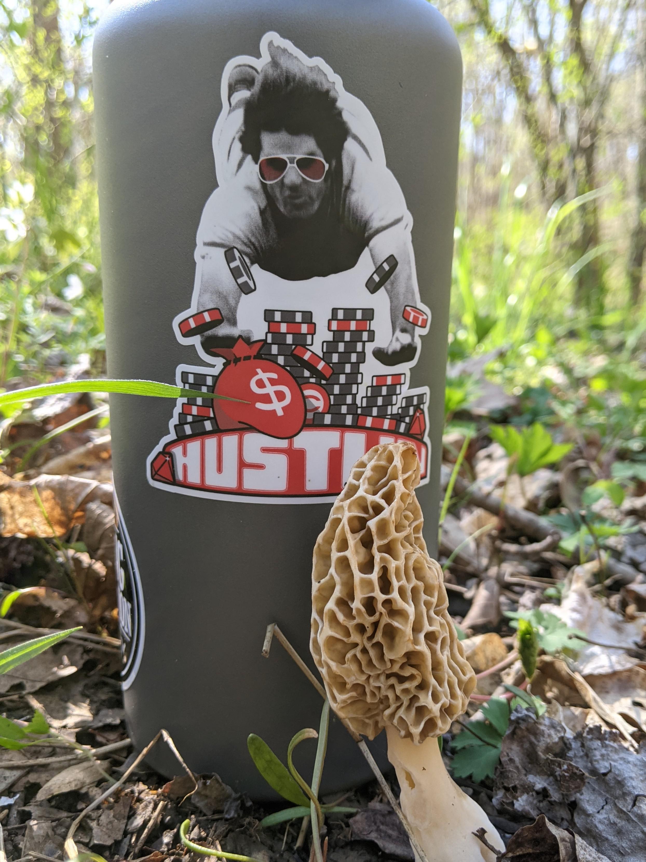 My 1st morel of the Season, in SW Ohio r/foraging
