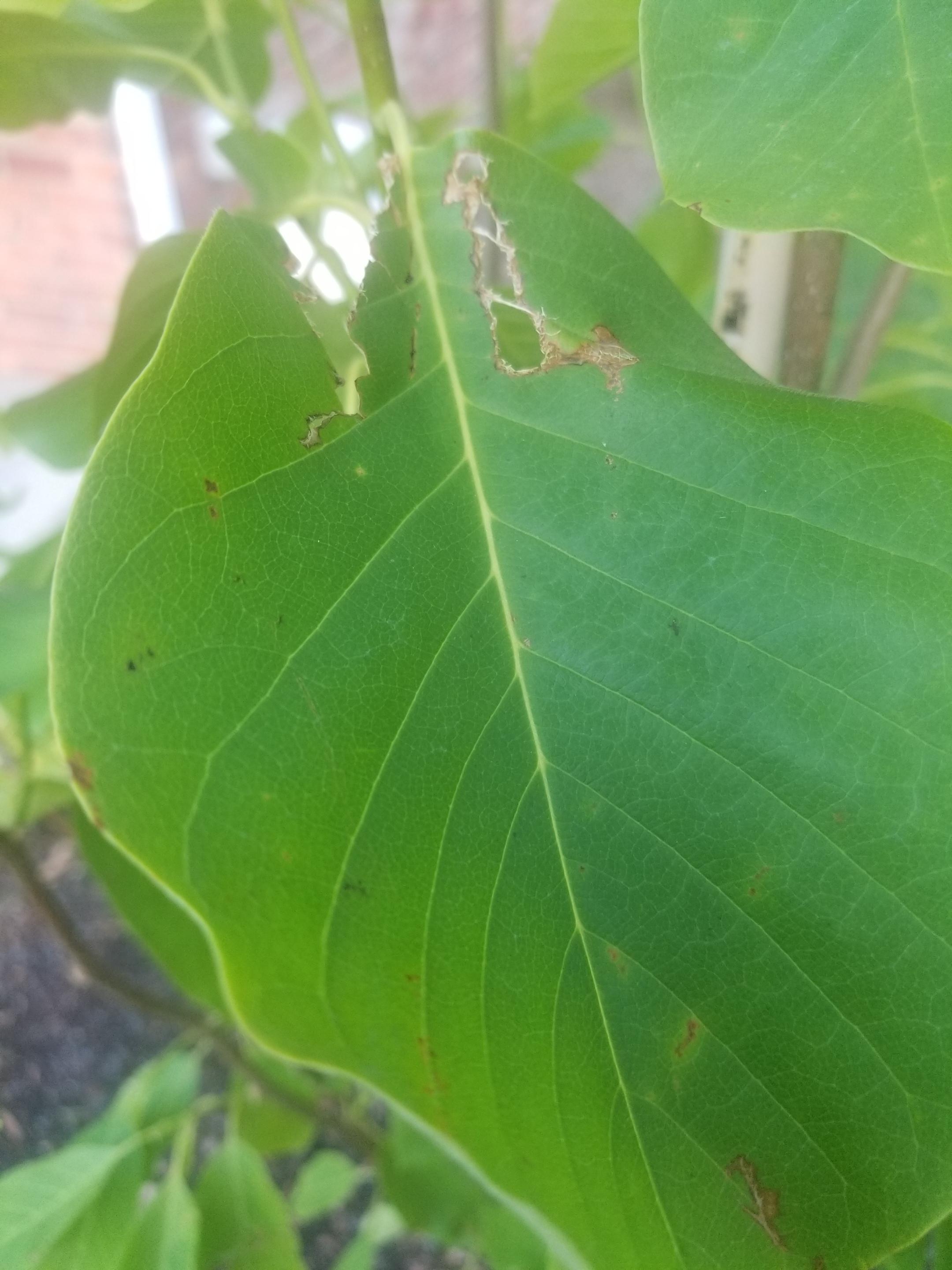 Can somebody help ID what I'd doing this to my Magnolia? Zone 6a r/plants