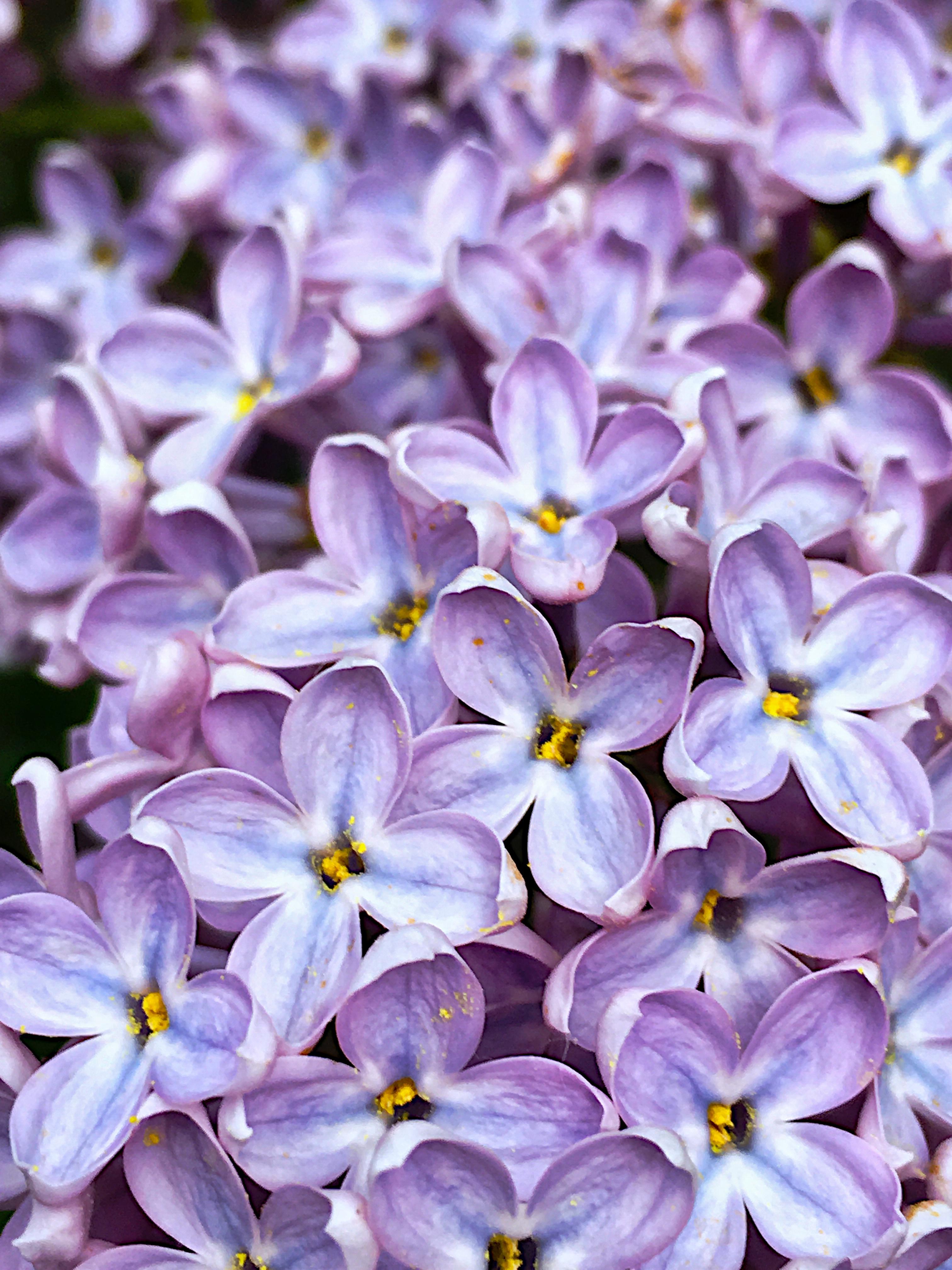 We may be slipping into autumn right now bit I wish it was springtime