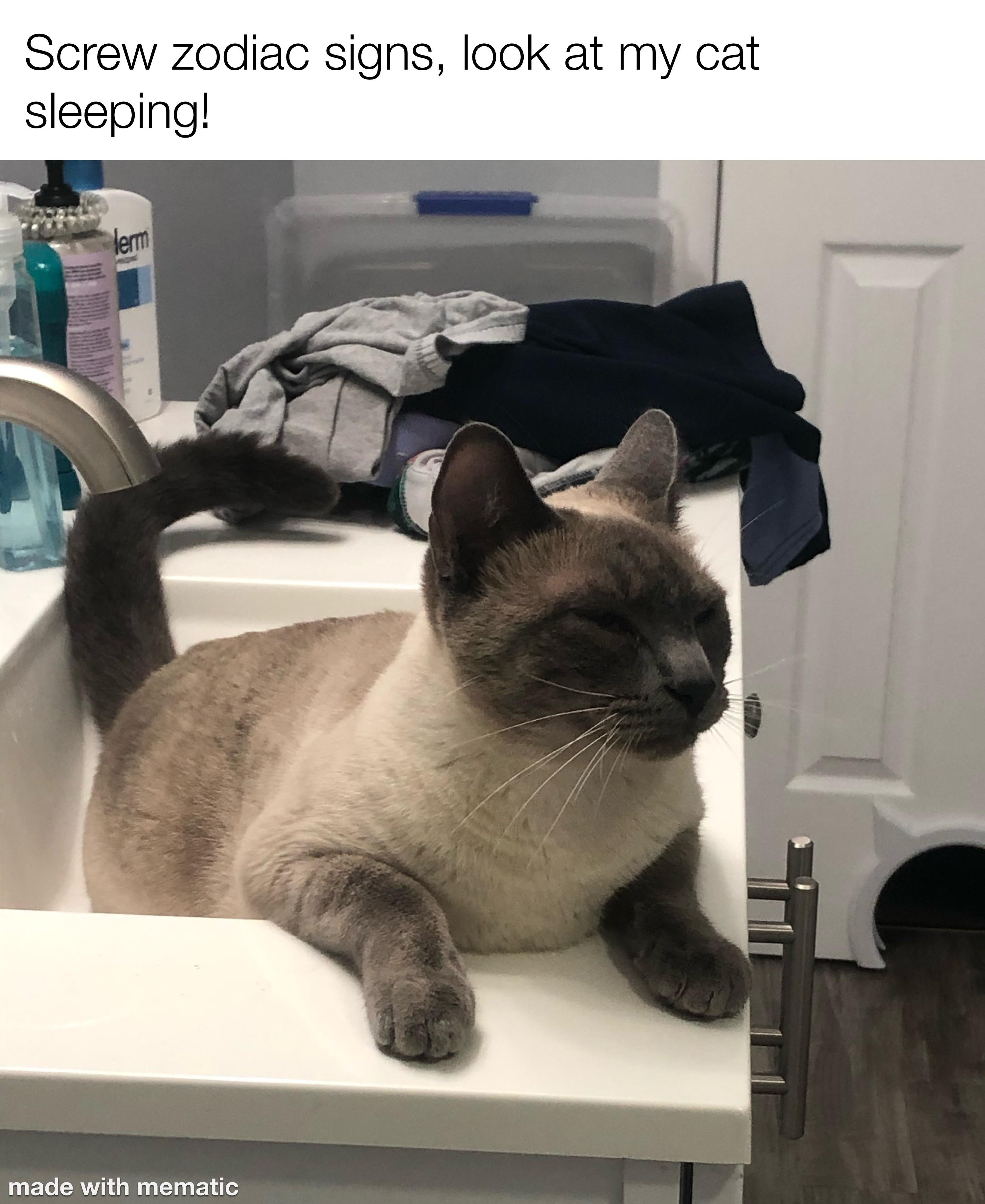 Cat sleeping in sink memes