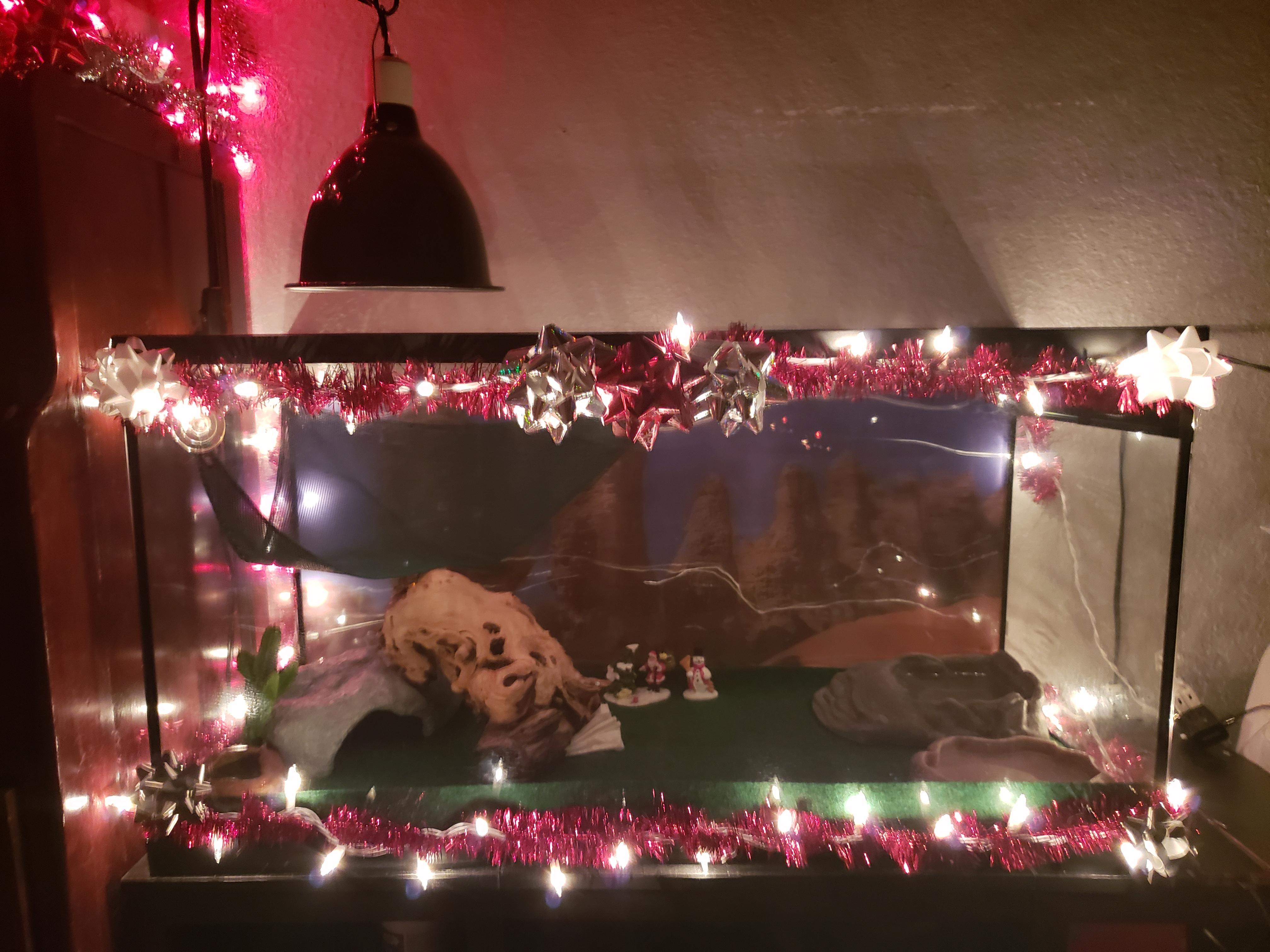 Christmas decorations for Bearded Dragon r/reptiles