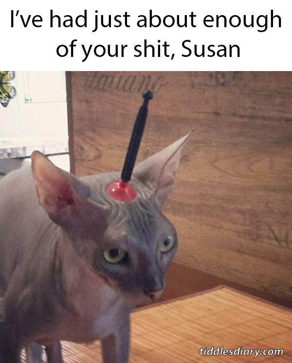 I'm on my last nerve! 😾 Catmemes