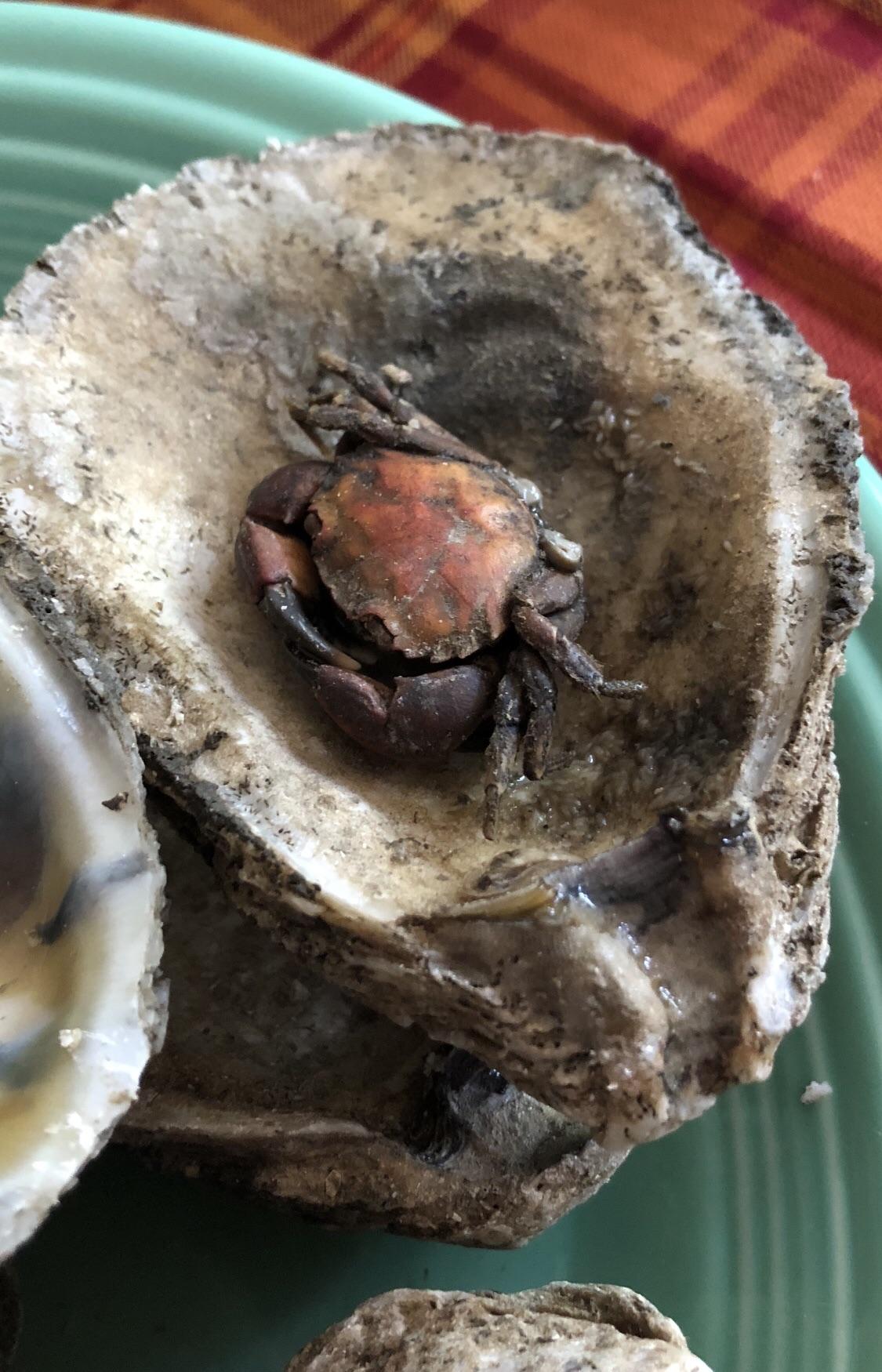 Opened an oyster and found a little crab r/mildlyinteresting