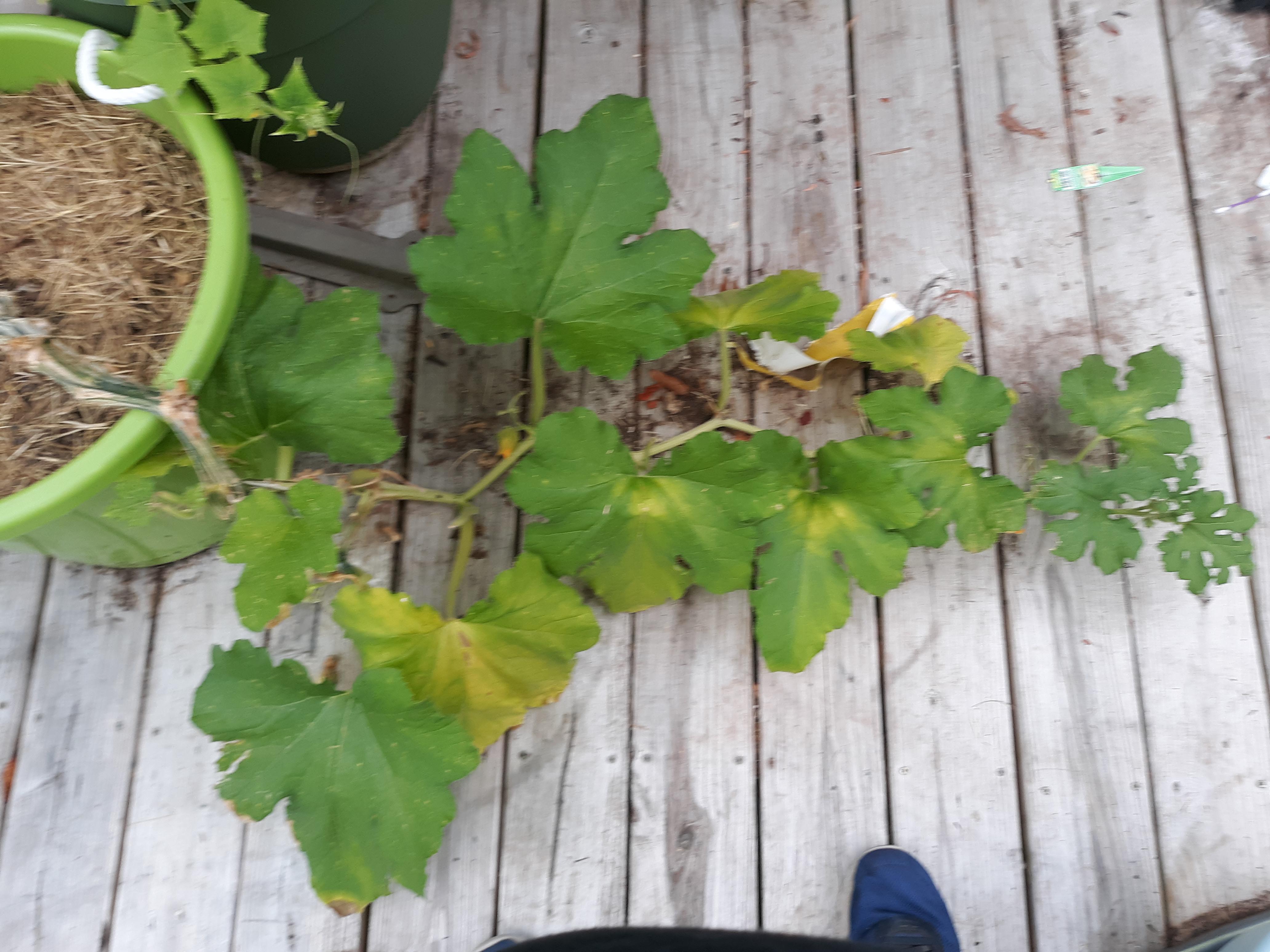 My pumpkin plant's leaves are starting to yellow, what should I do? r