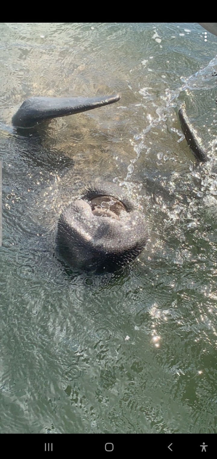 Manatee drinking water upside down r/mildlyinteresting