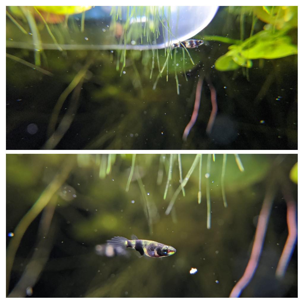 Killifish Eggs For Sale