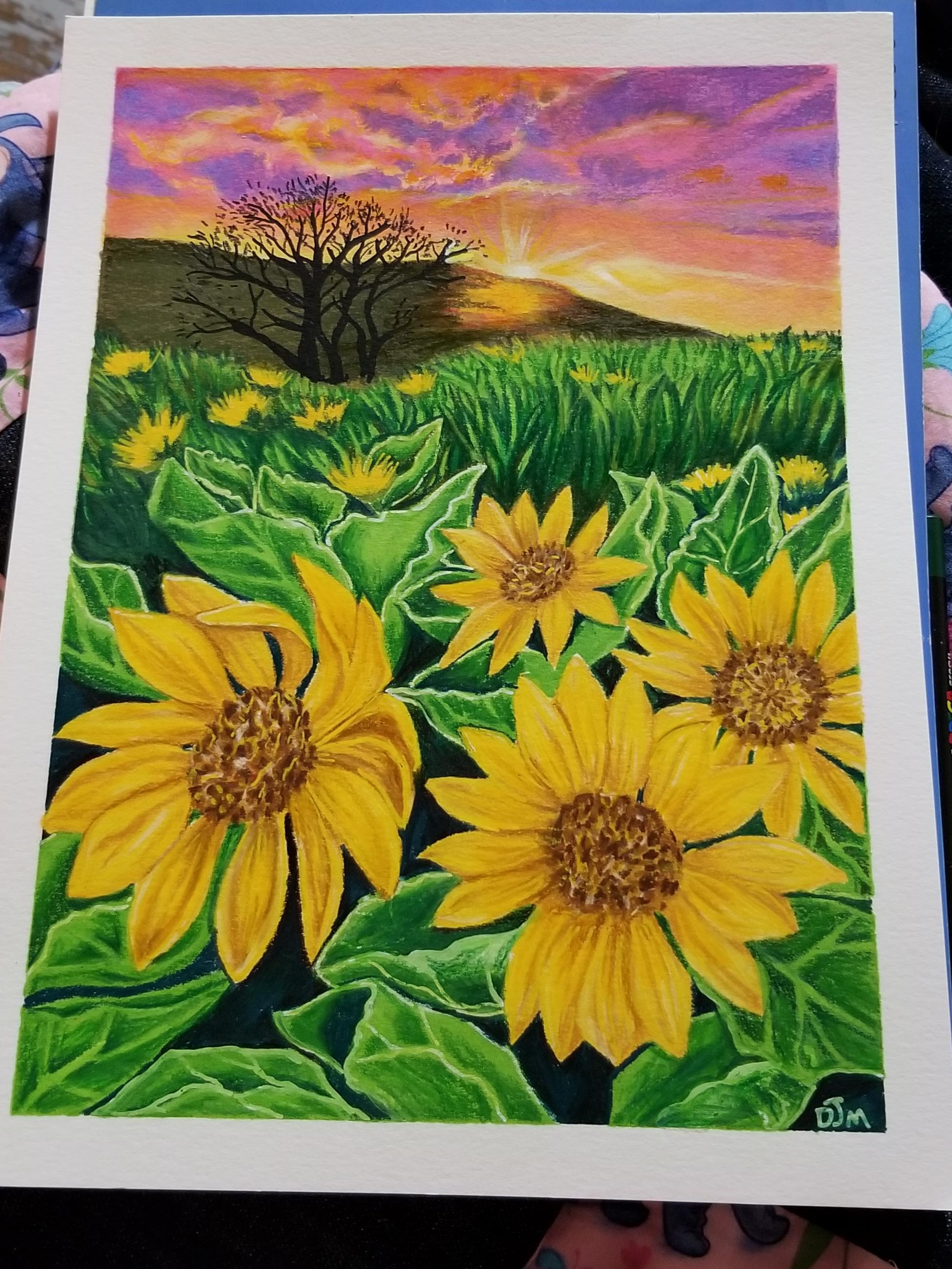Sunflower Field Drawing