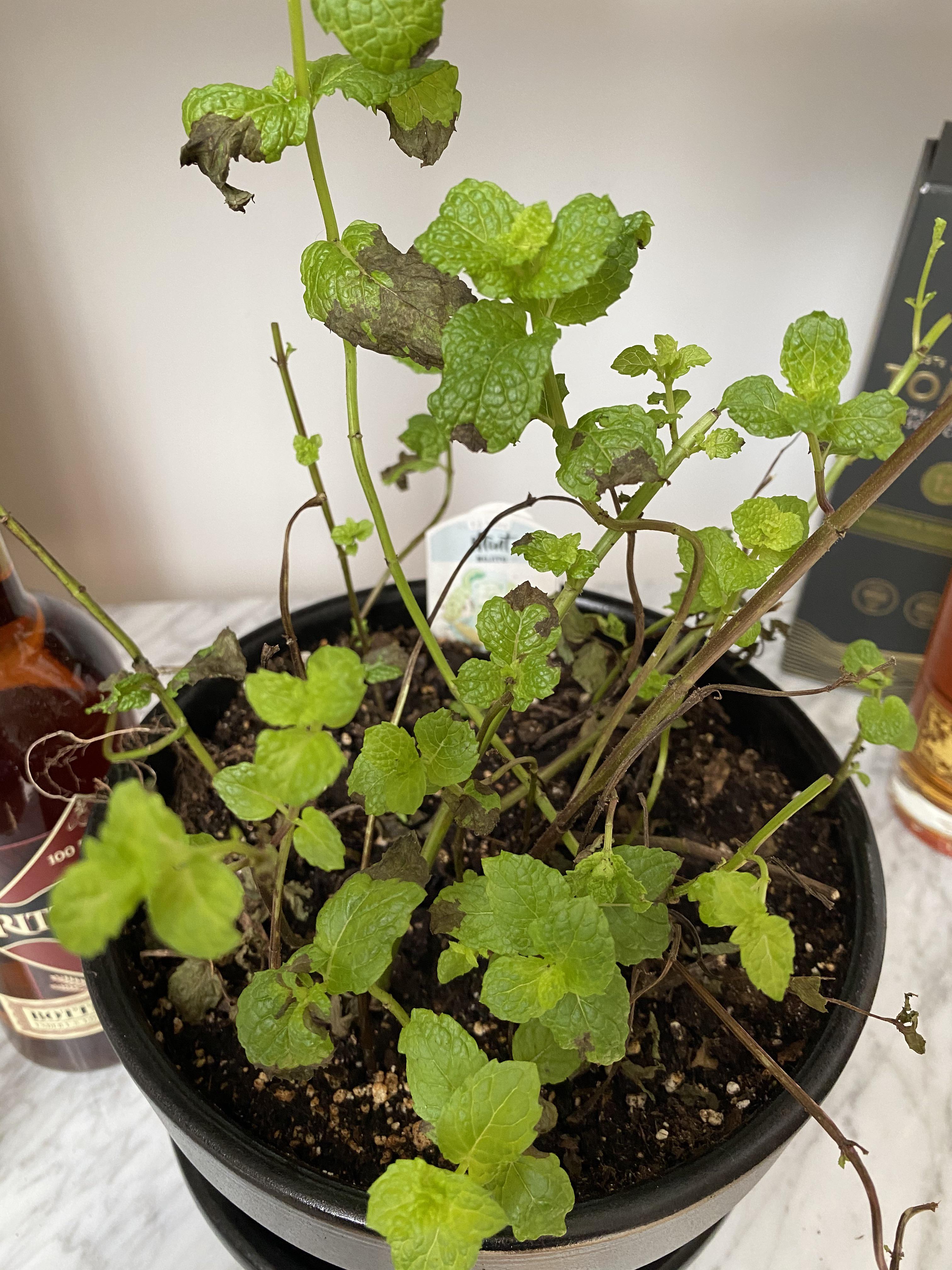 Help! Why are my mint leaves turning brown & crunchy? Recently potted