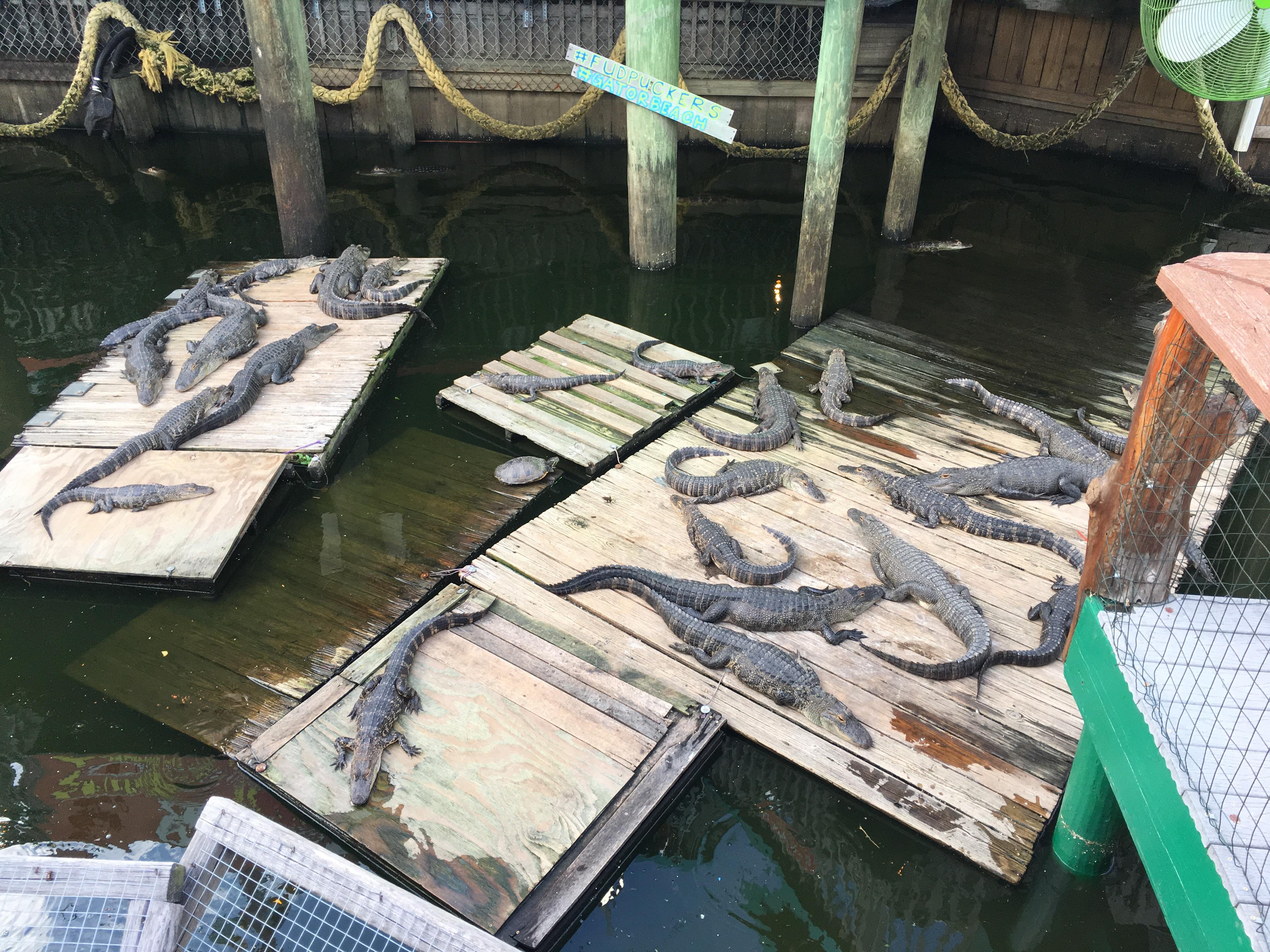 Alligator farm in Florida restaurant r/mildlyinteresting