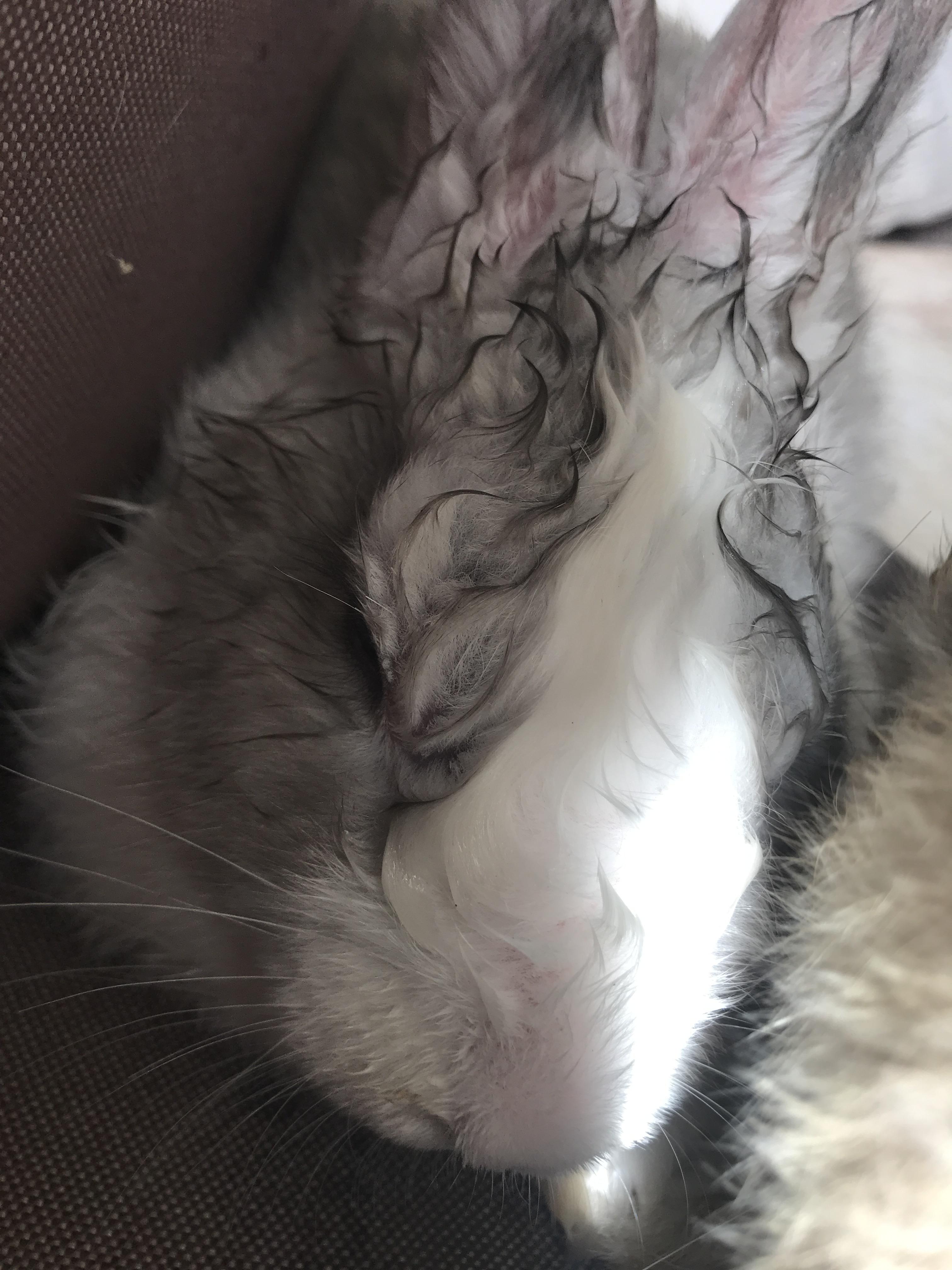 Hi guys every time I stroke/pat my rabbits ears she starts breathing