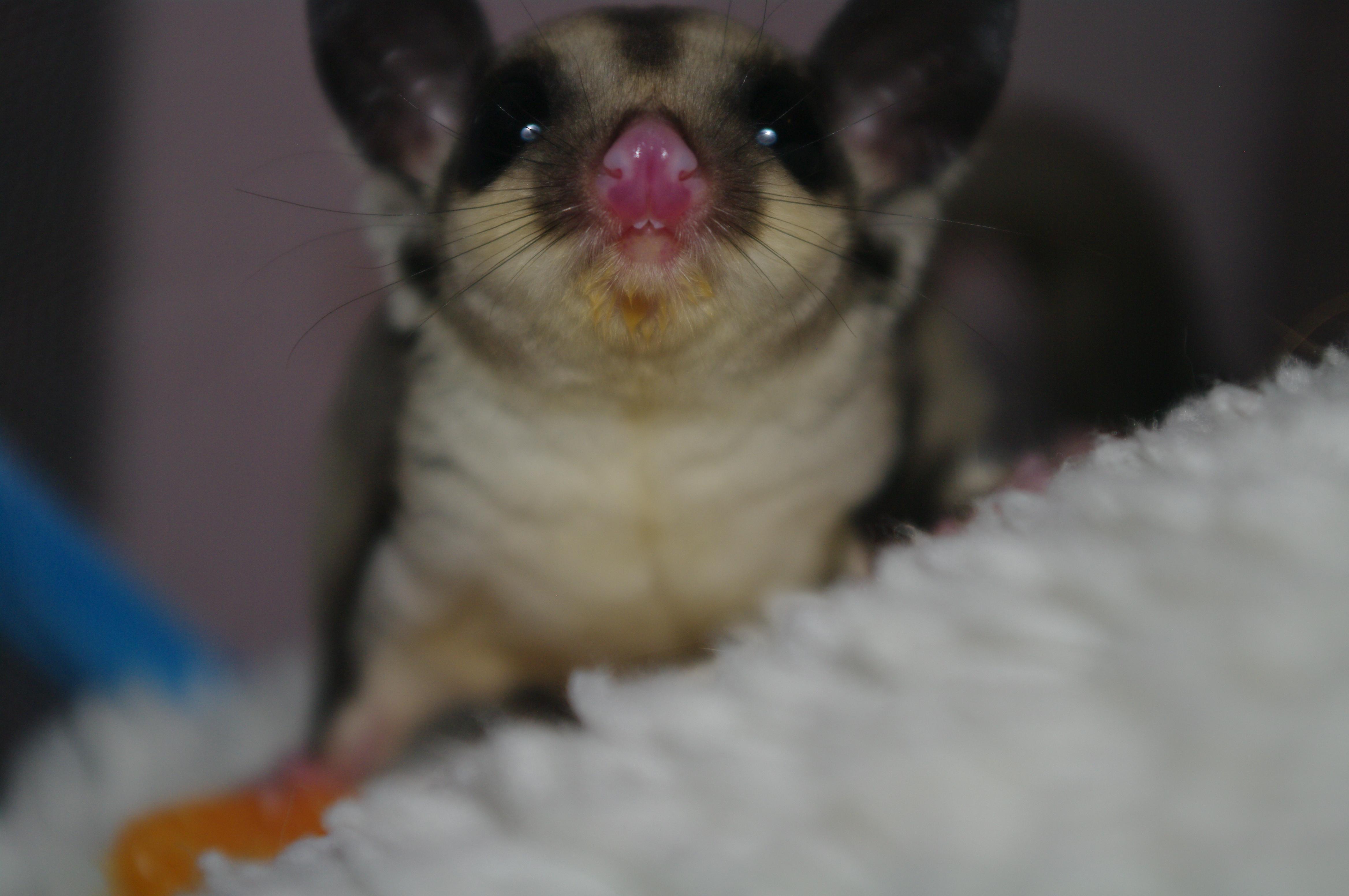 Does Anyone Else Love Sugar Glider Teefies This Is My Boy Dracula After