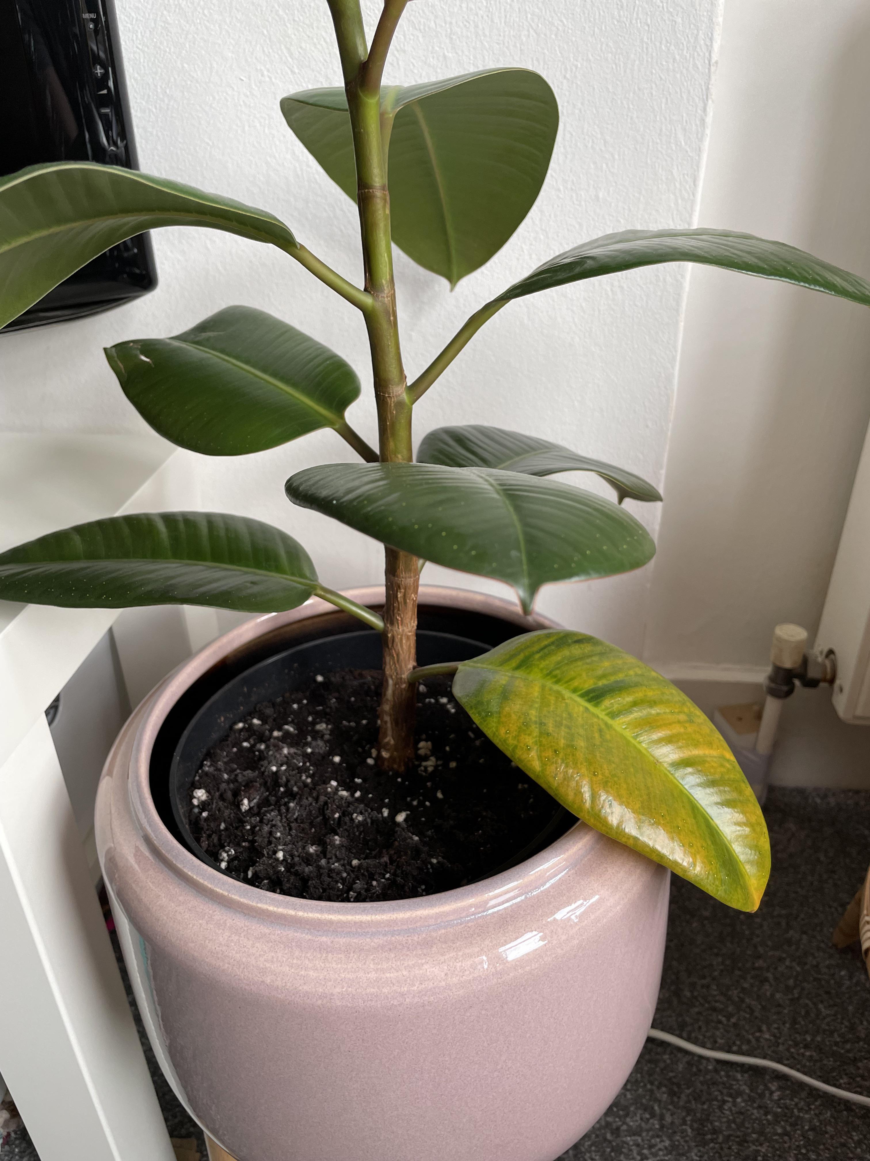 Why are my Rubber plant leaves yellowing? Overwatering? I water once a