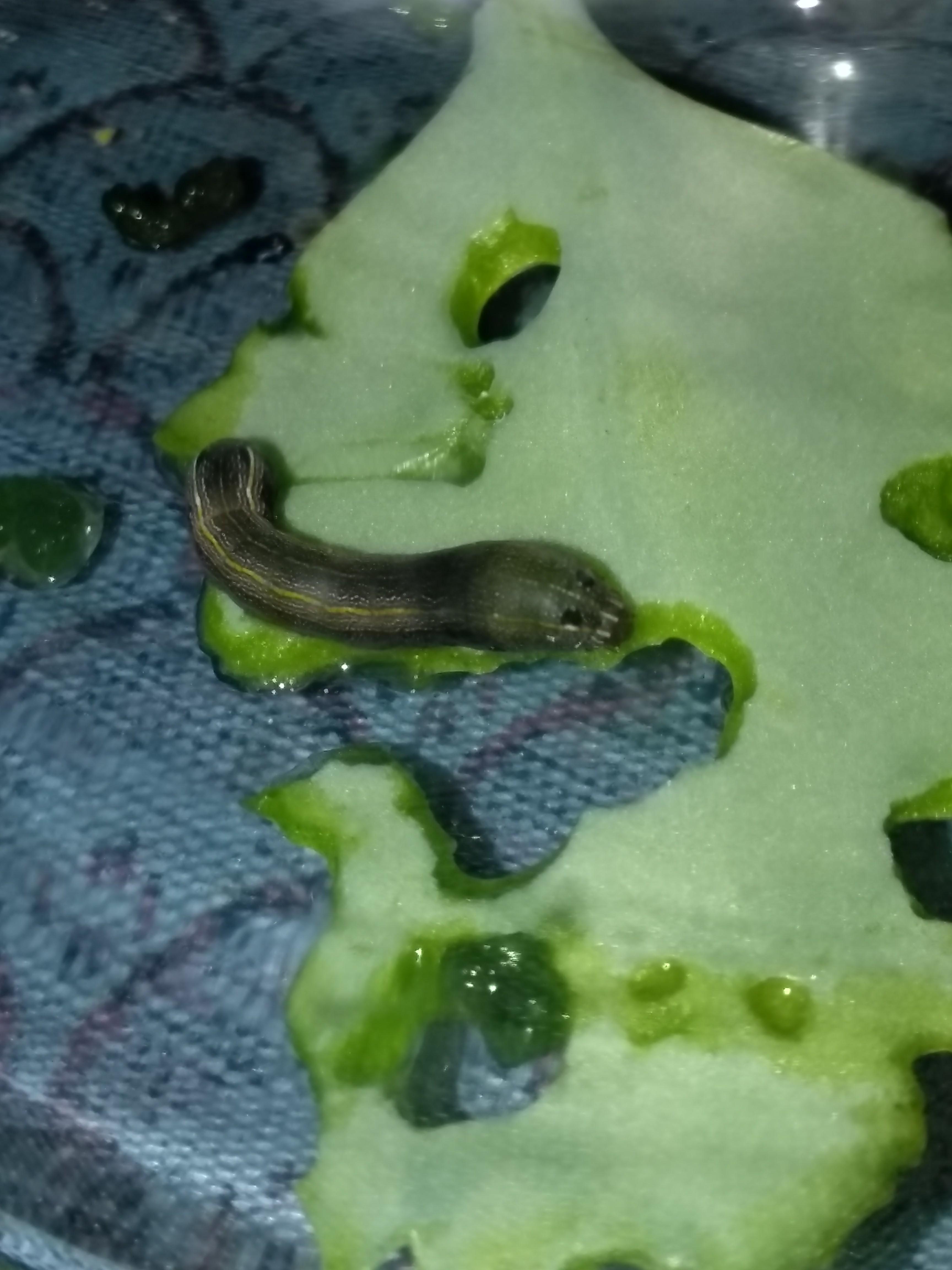 Found eating my Kalanchoe in South Texas. About 2 cm long. Would like to know what the hell this