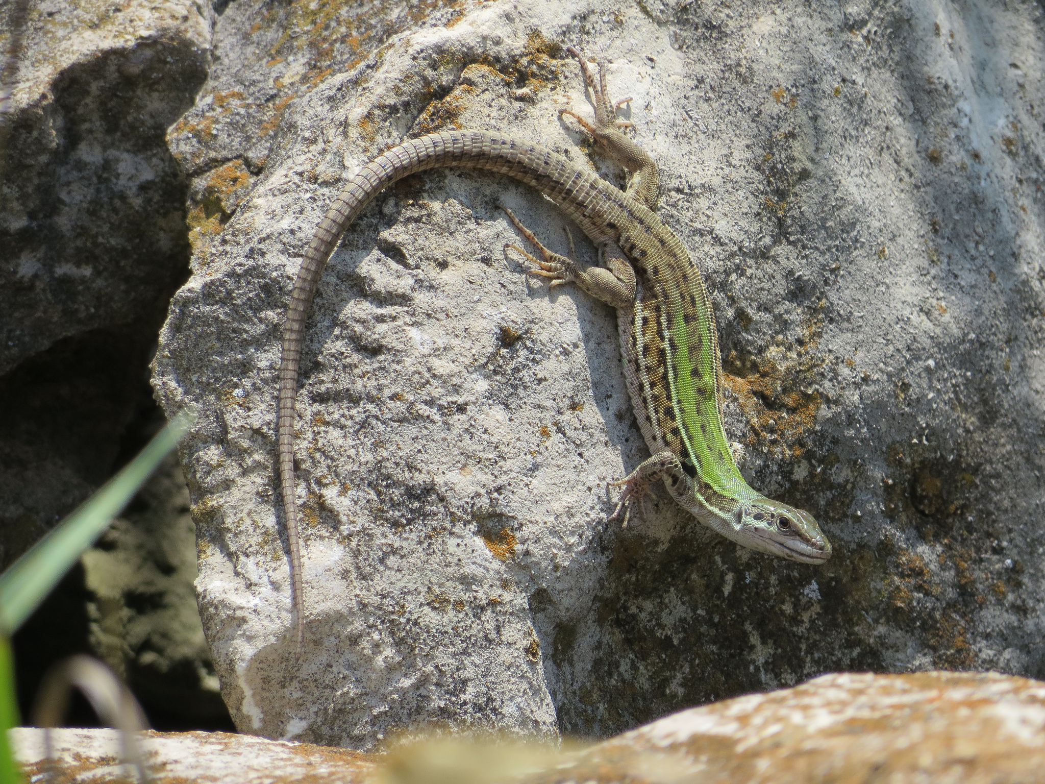 Italian Wall Lizard on the rocks by the stairway below Watson Library