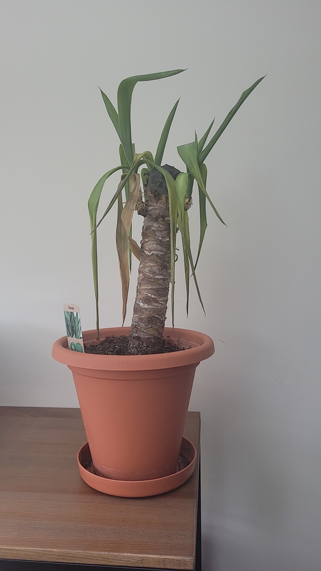 Yucca help please could someone let me know why my yucca looks so