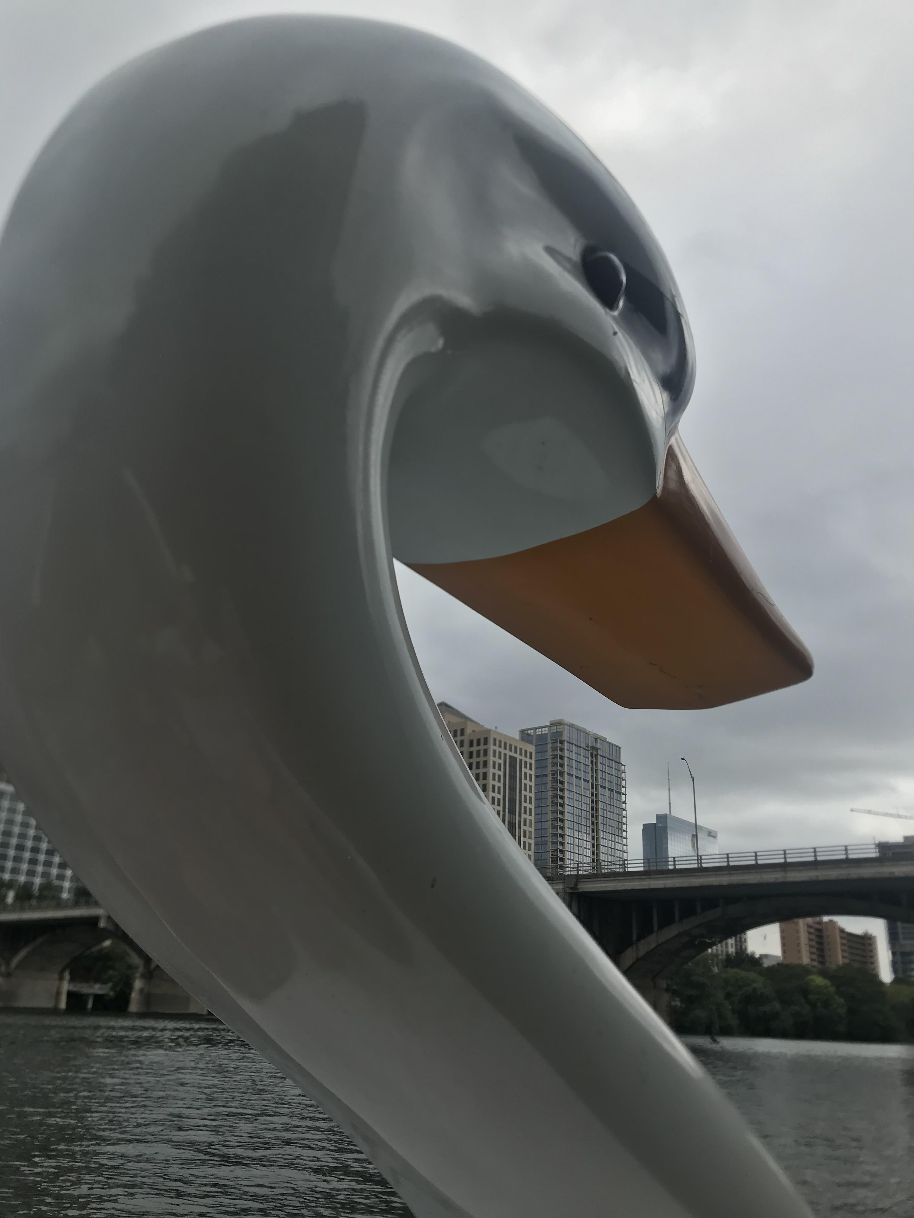 Austin from a swan paddle boat r/Austin