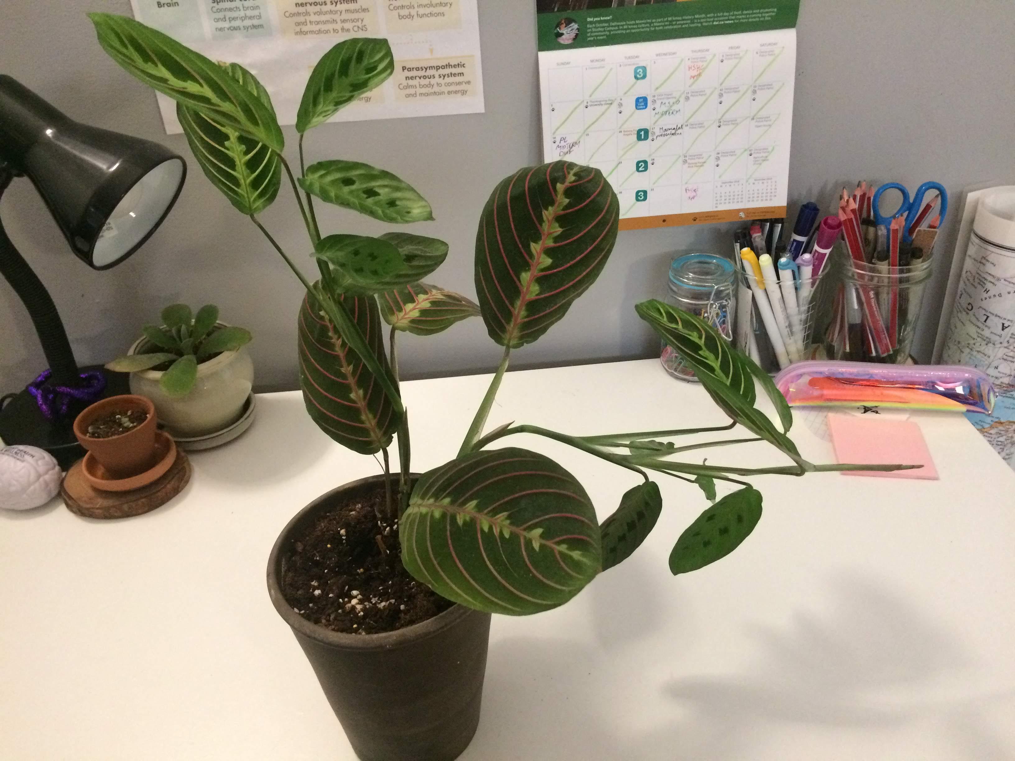 Why is my Prayer Plant drooping like this? Does it need to be staked