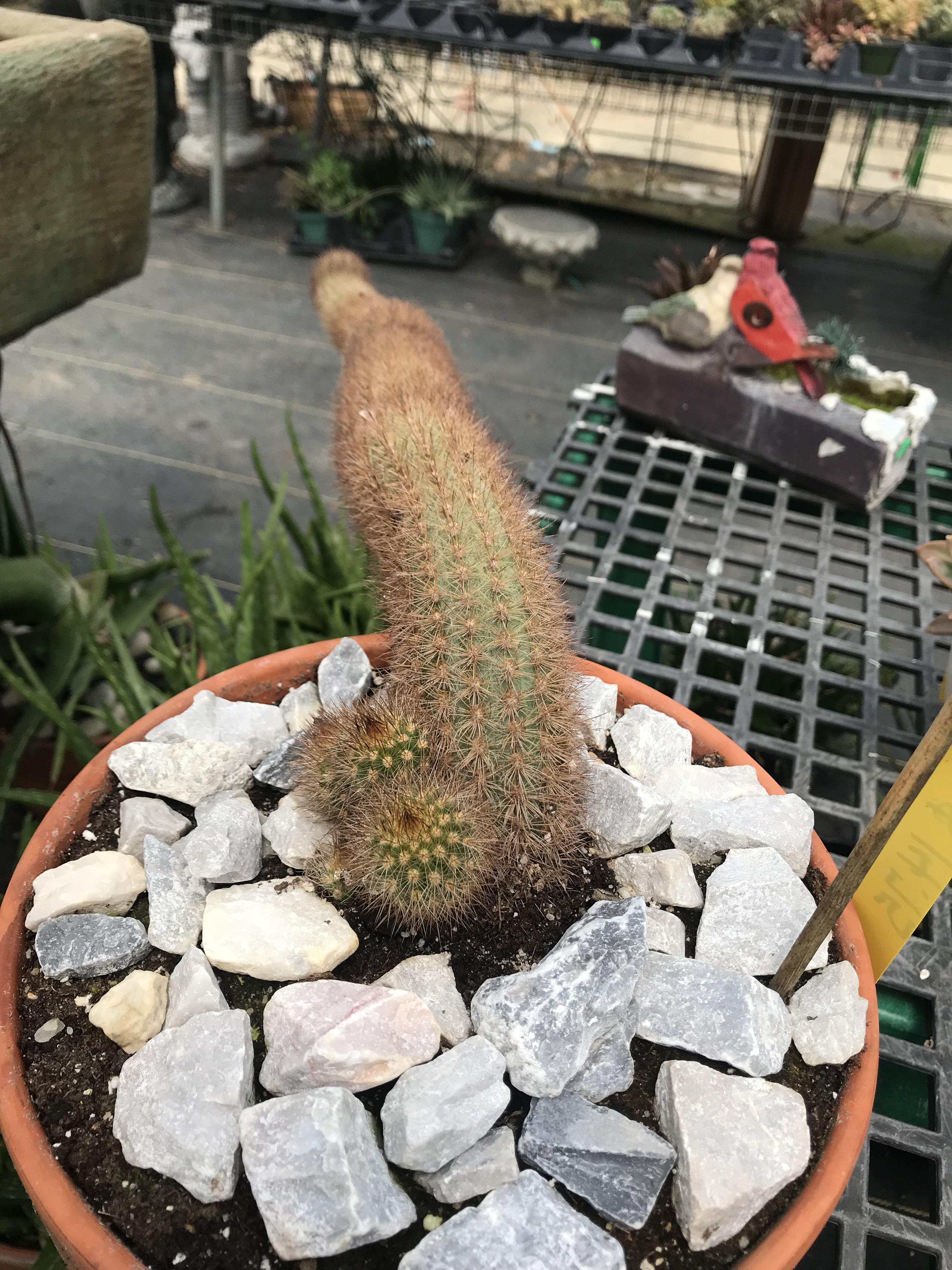 When you find this arrangement at an Amish Nursery 😳 r/gardening