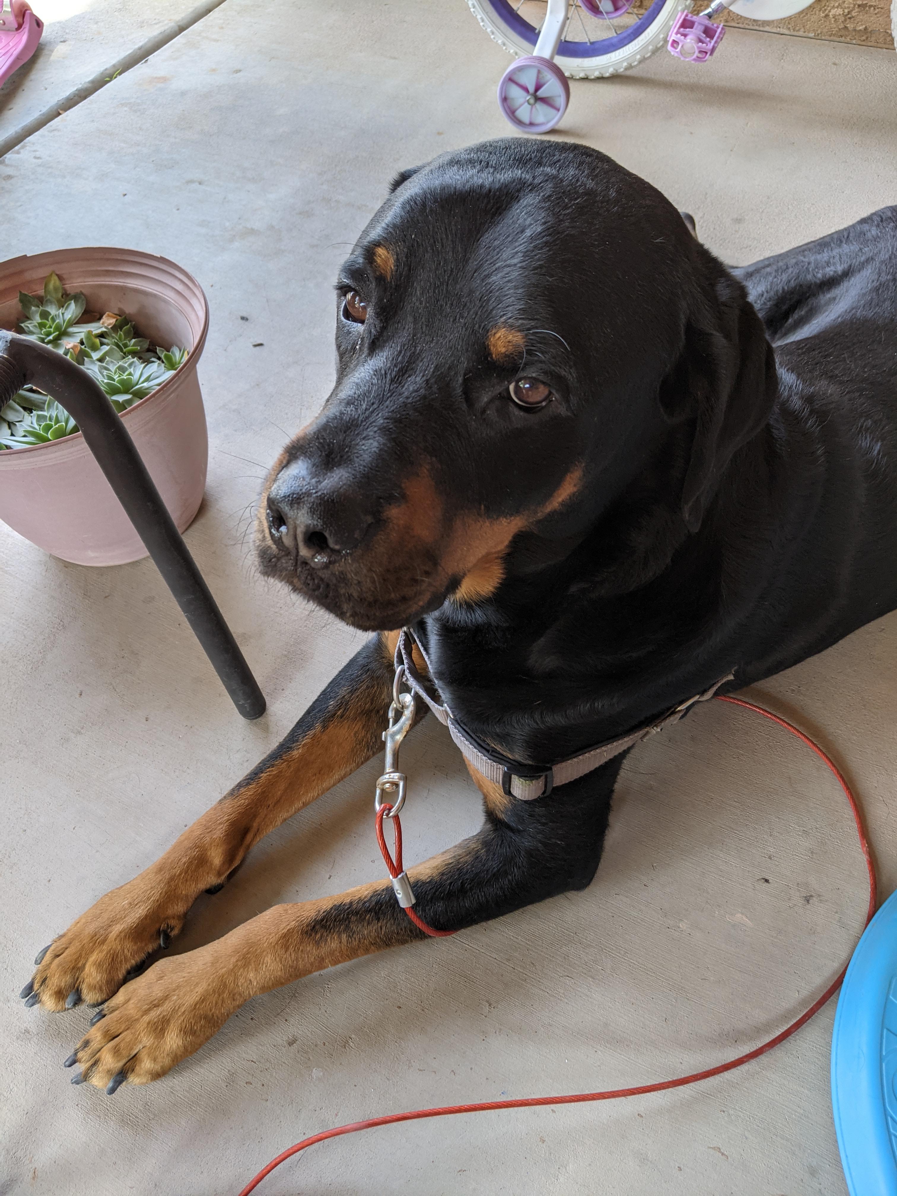 Ben, the best watch dog. (Follows all of the kids bikes!) r/Rottweiler