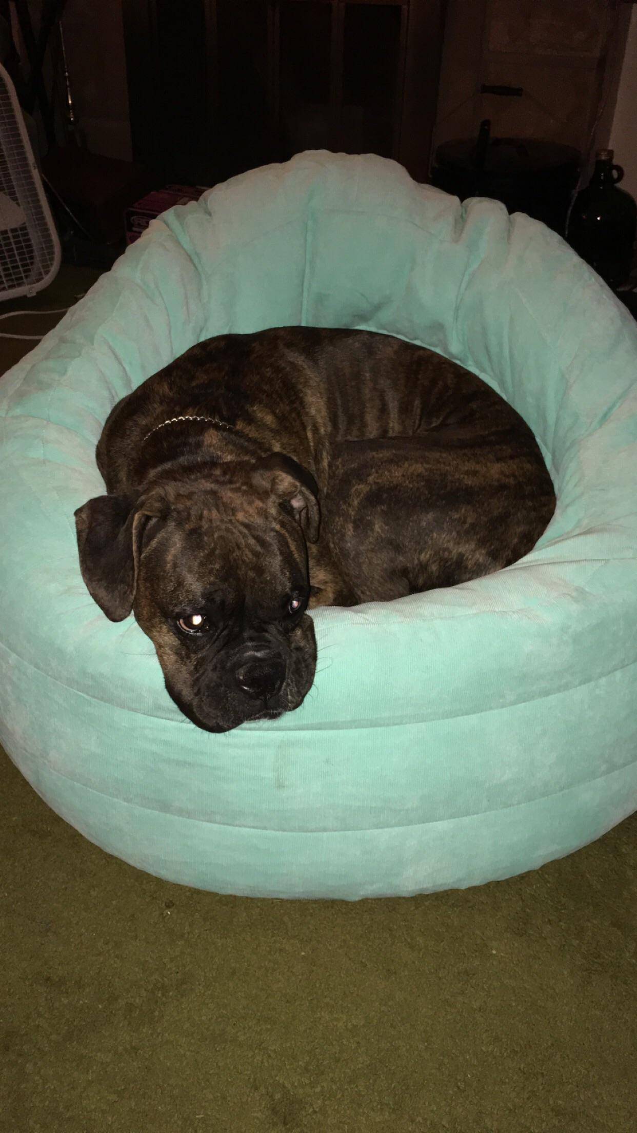 It’s my bean bag chair now r/Boxers