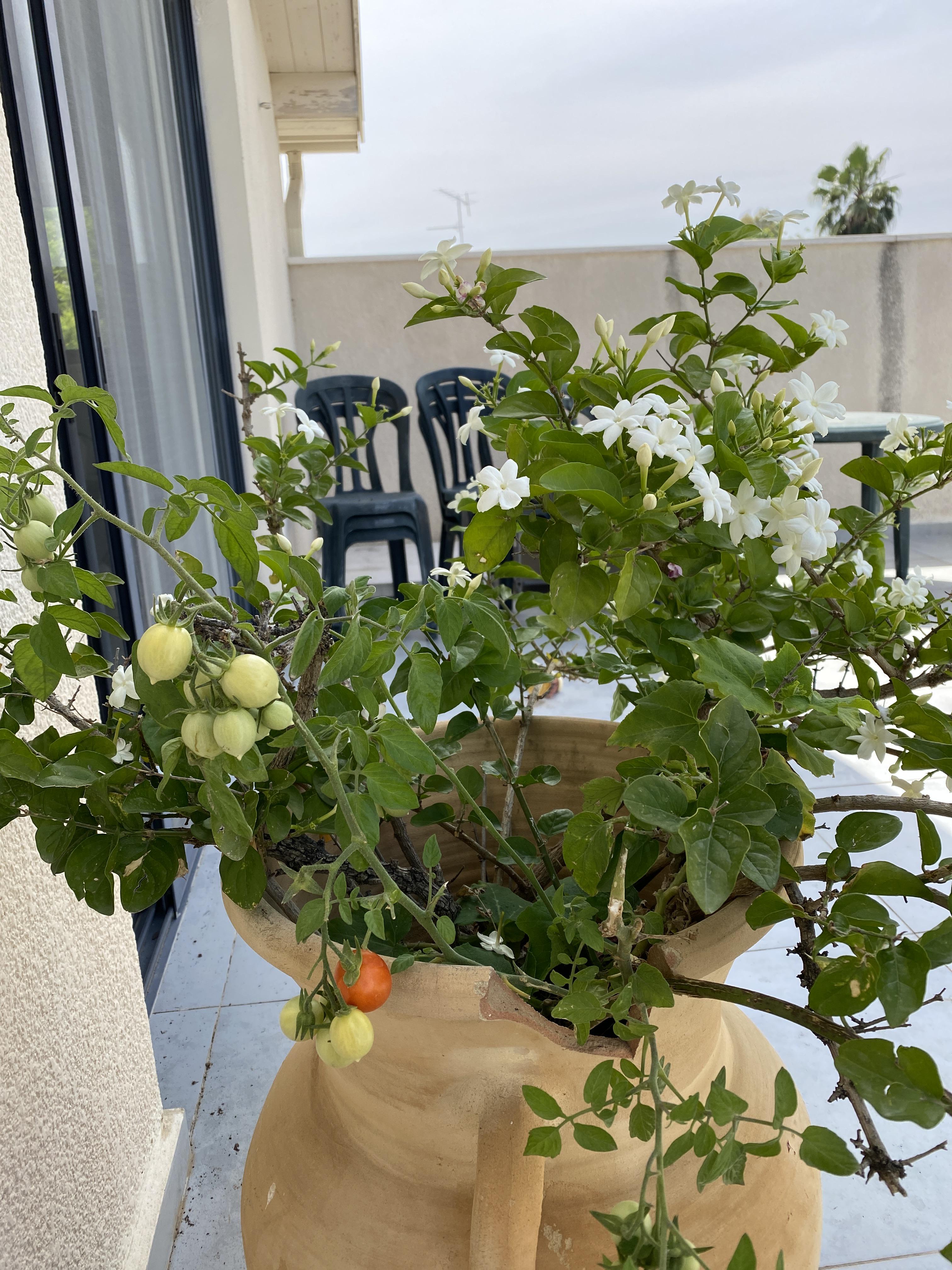 We gave compost to our jasmine plant and now there are tomatoes growing
