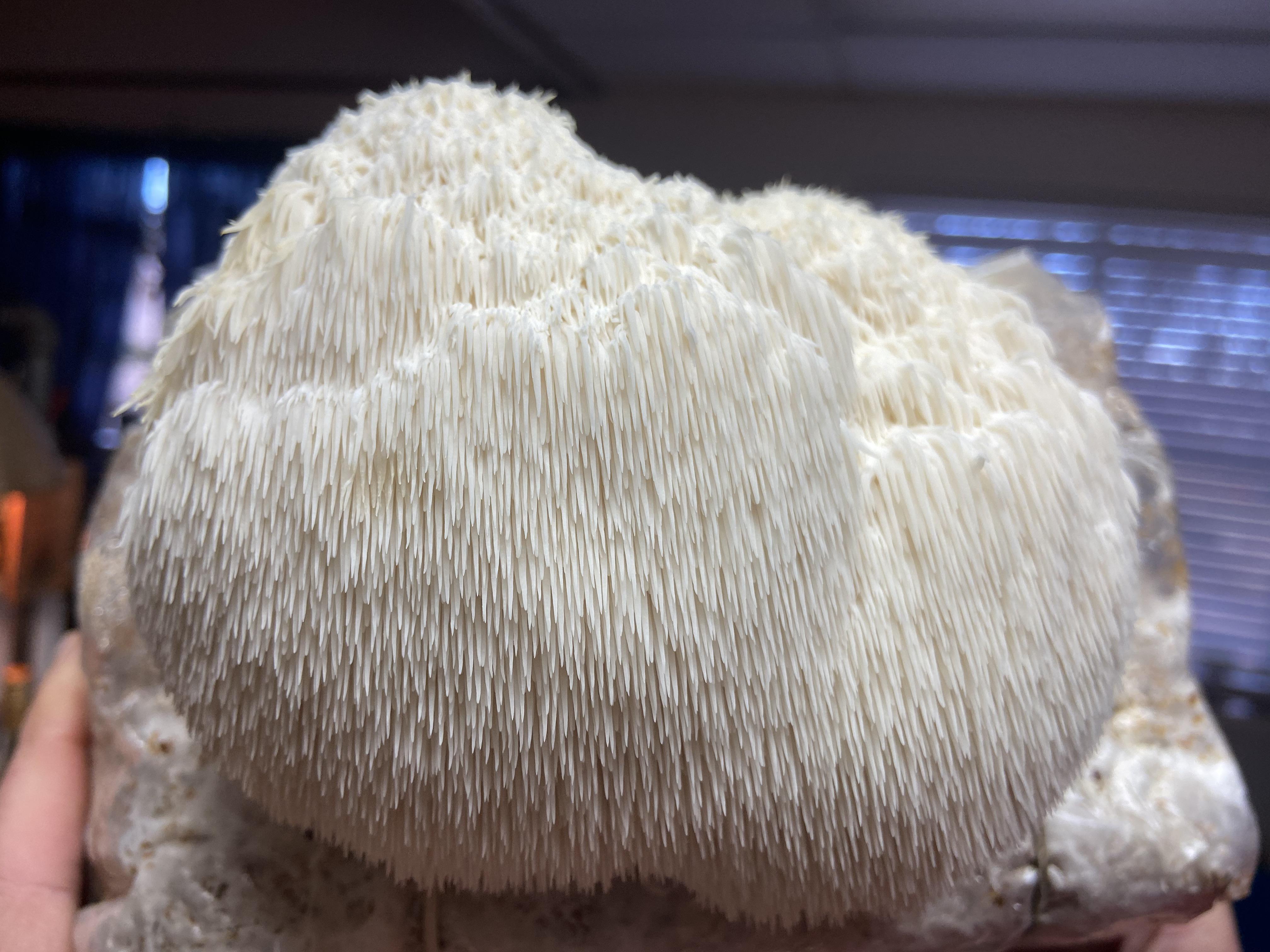 [Gourmet] Big momma lion's mane from the grow room think we've found