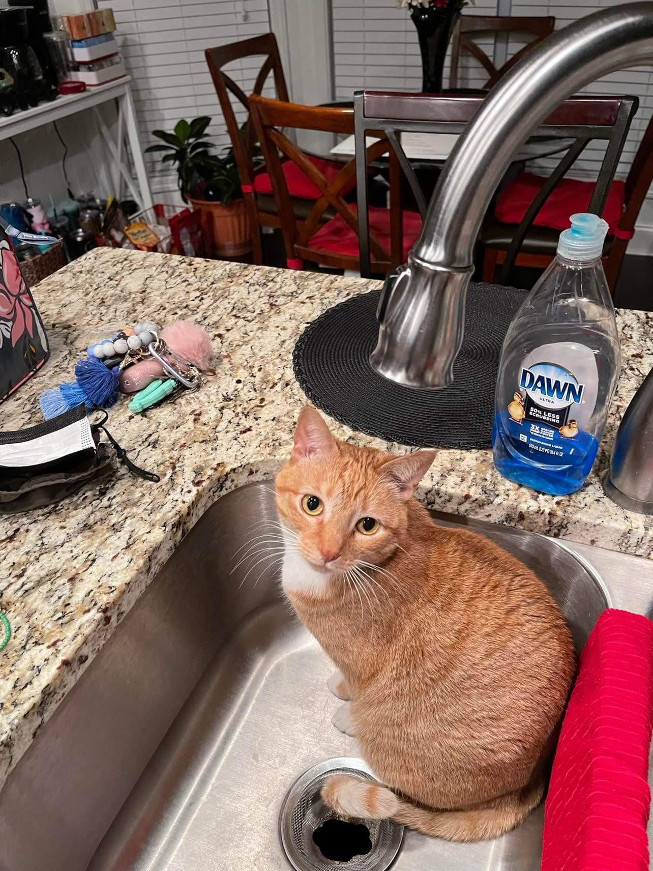 1476 best Kitchen Sink images on Pholder Cats In Sinks, We Want