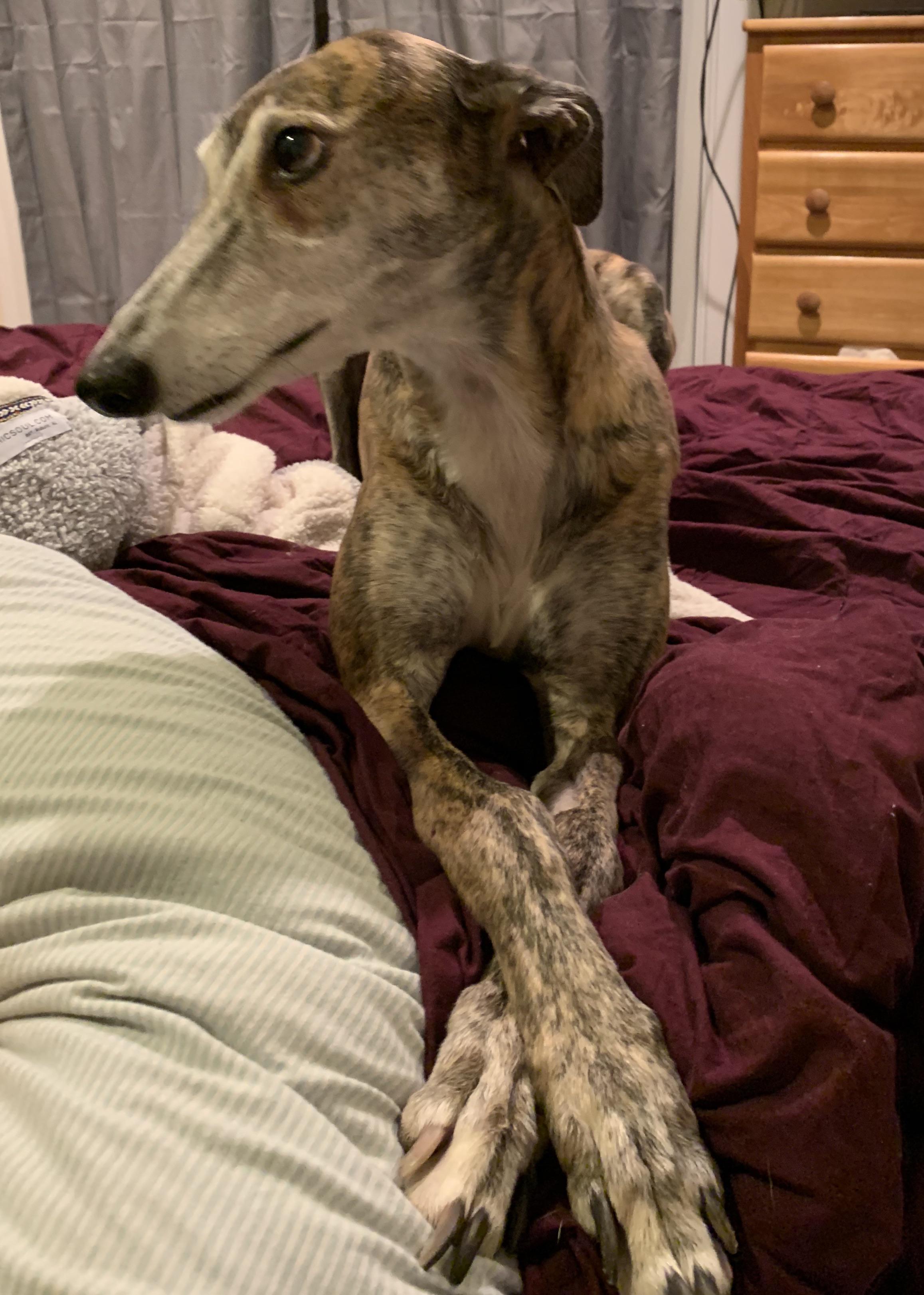 Proper lady with the longest legs r/longboyes
