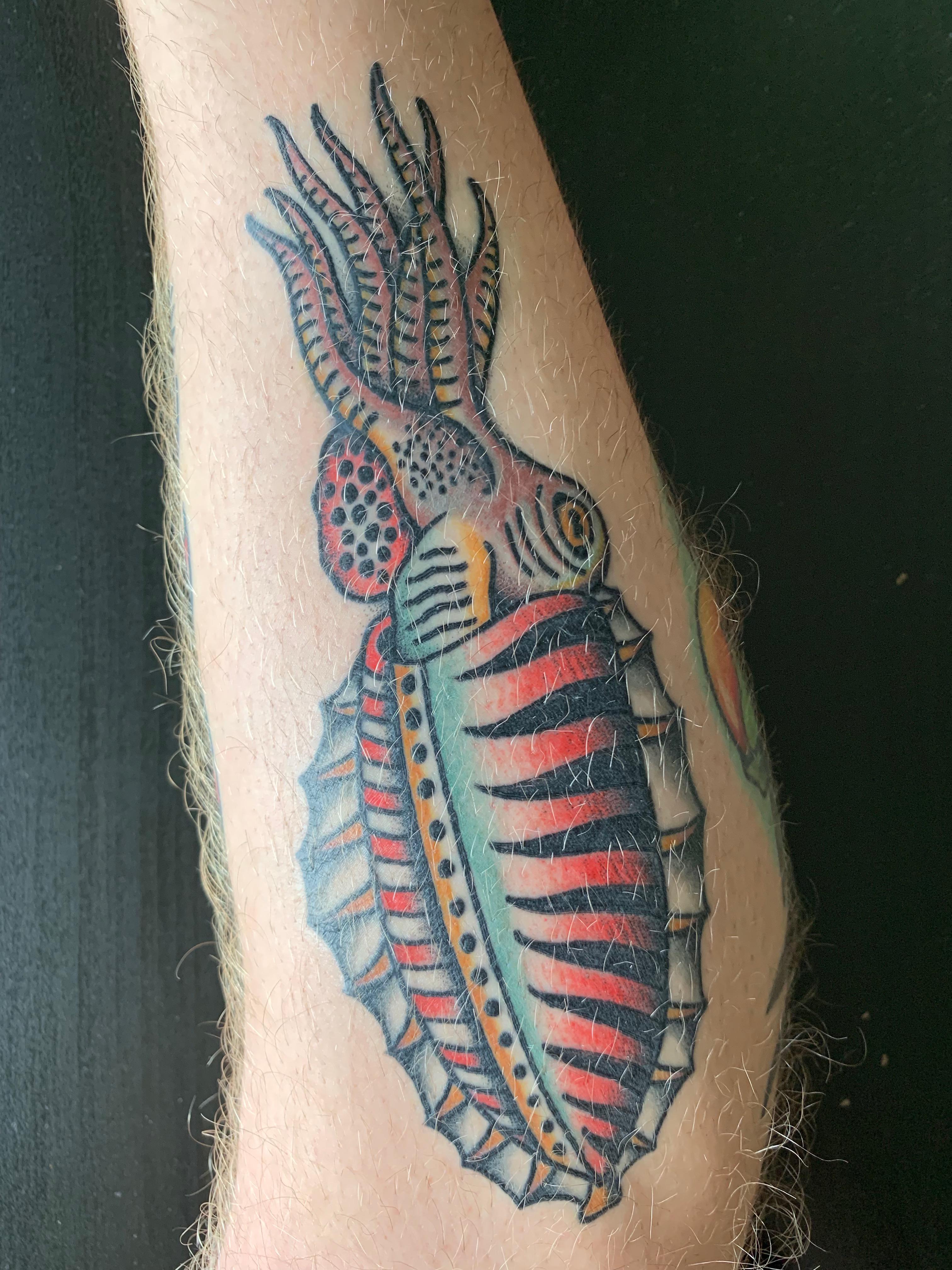 One month healed cuttlefish by Alex Duquette, Blue Blood