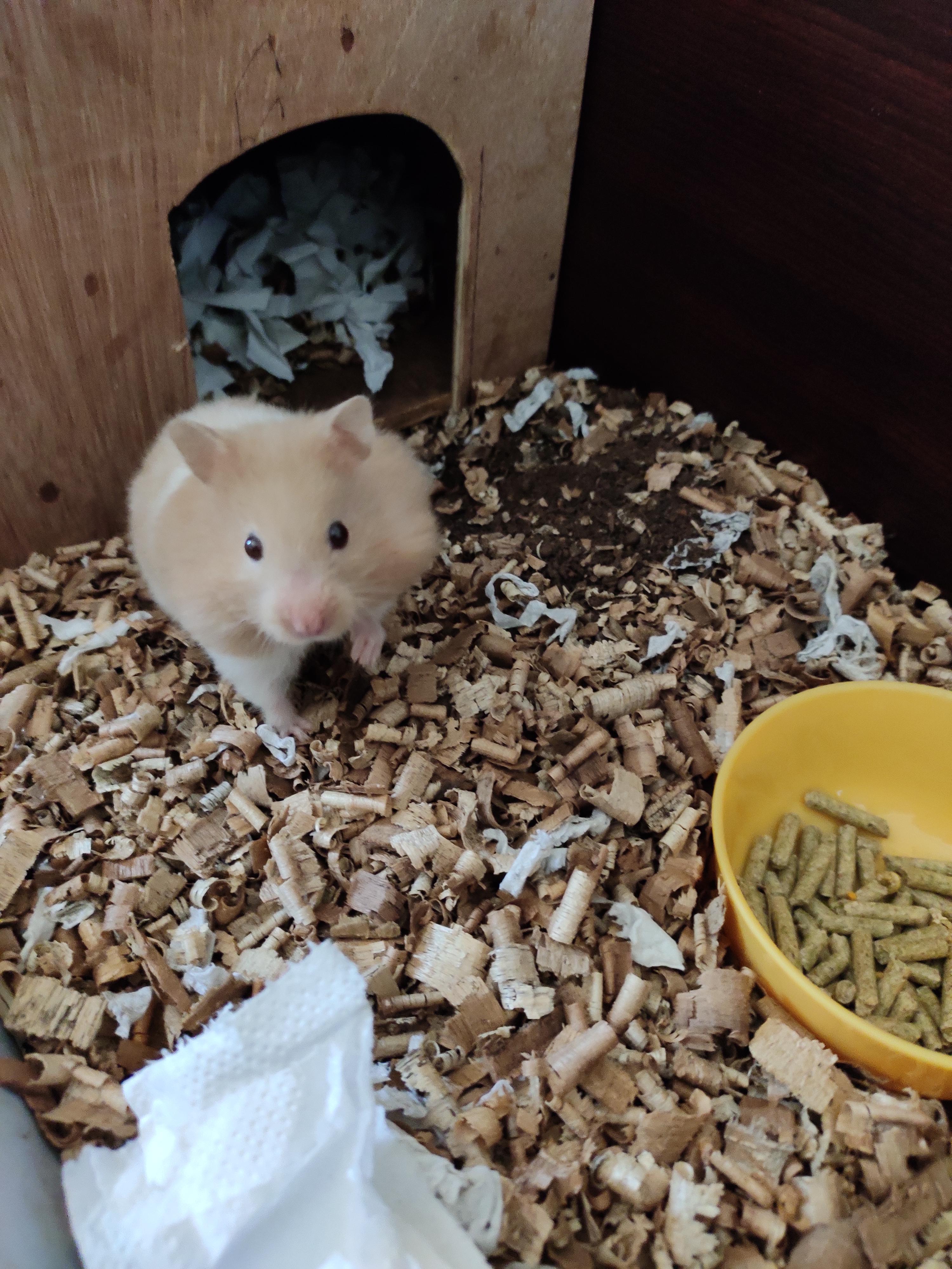 Mishi is panic buying and hoarding all the TP and food in her cheeks