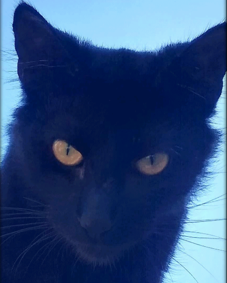 My neighbor's cat always watches my cats and when they sleep he eats