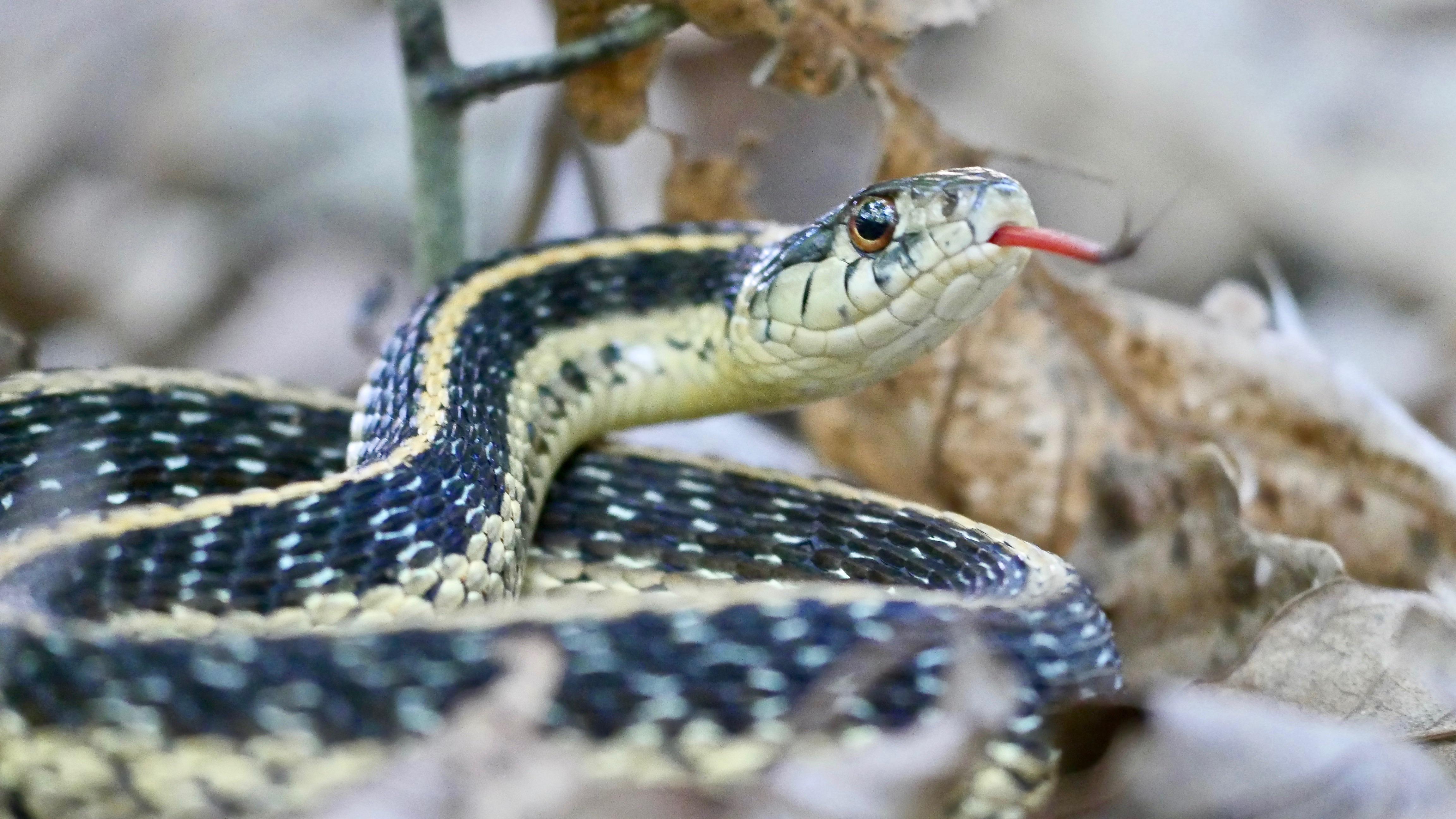 Eastern garter snake at Sideling Hill Creek preserve in Maryland